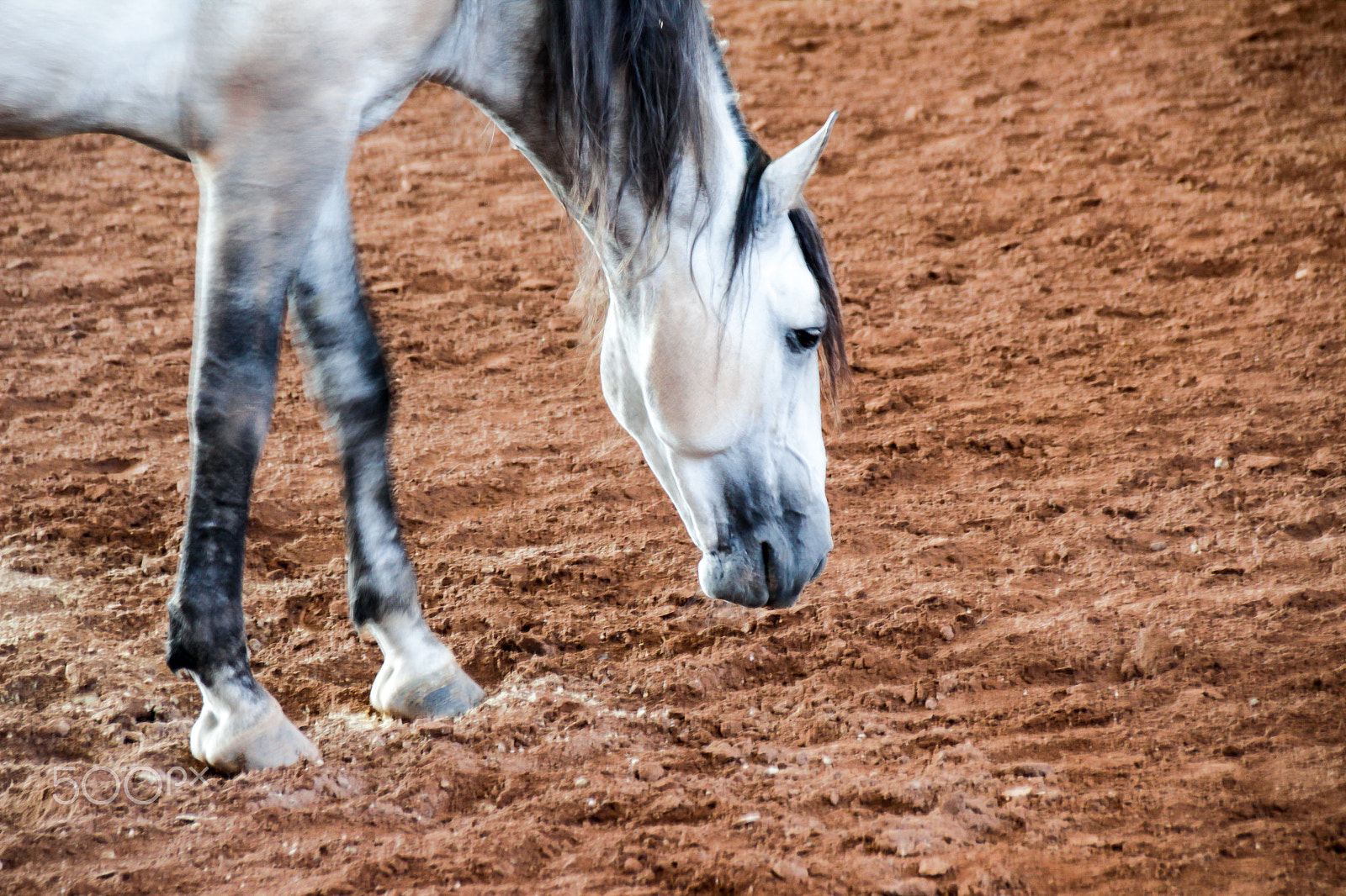 Sigma 18-250mm F3.5-6.3 DC OS HSM sample photo. White horse on a muddy arena photography