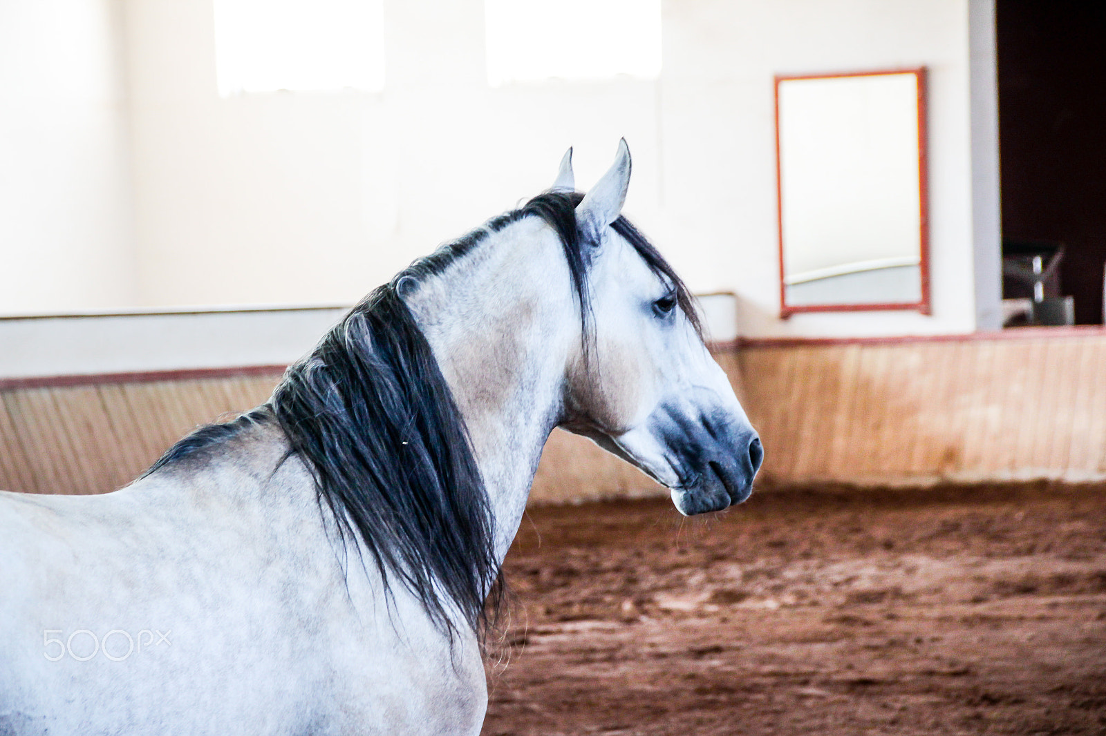 Sigma 18-250mm F3.5-6.3 DC OS HSM sample photo. White horse on a muddy arena photography