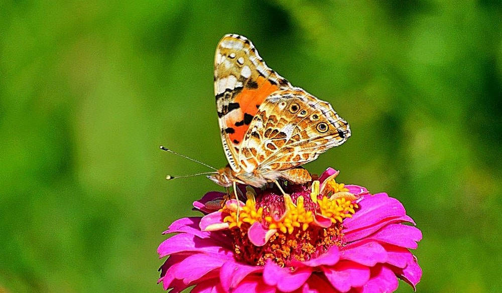 Sigma 70-300mm F4-5.6 APO Macro Super II sample photo. Vanessa cardui - diken kelebeği photography