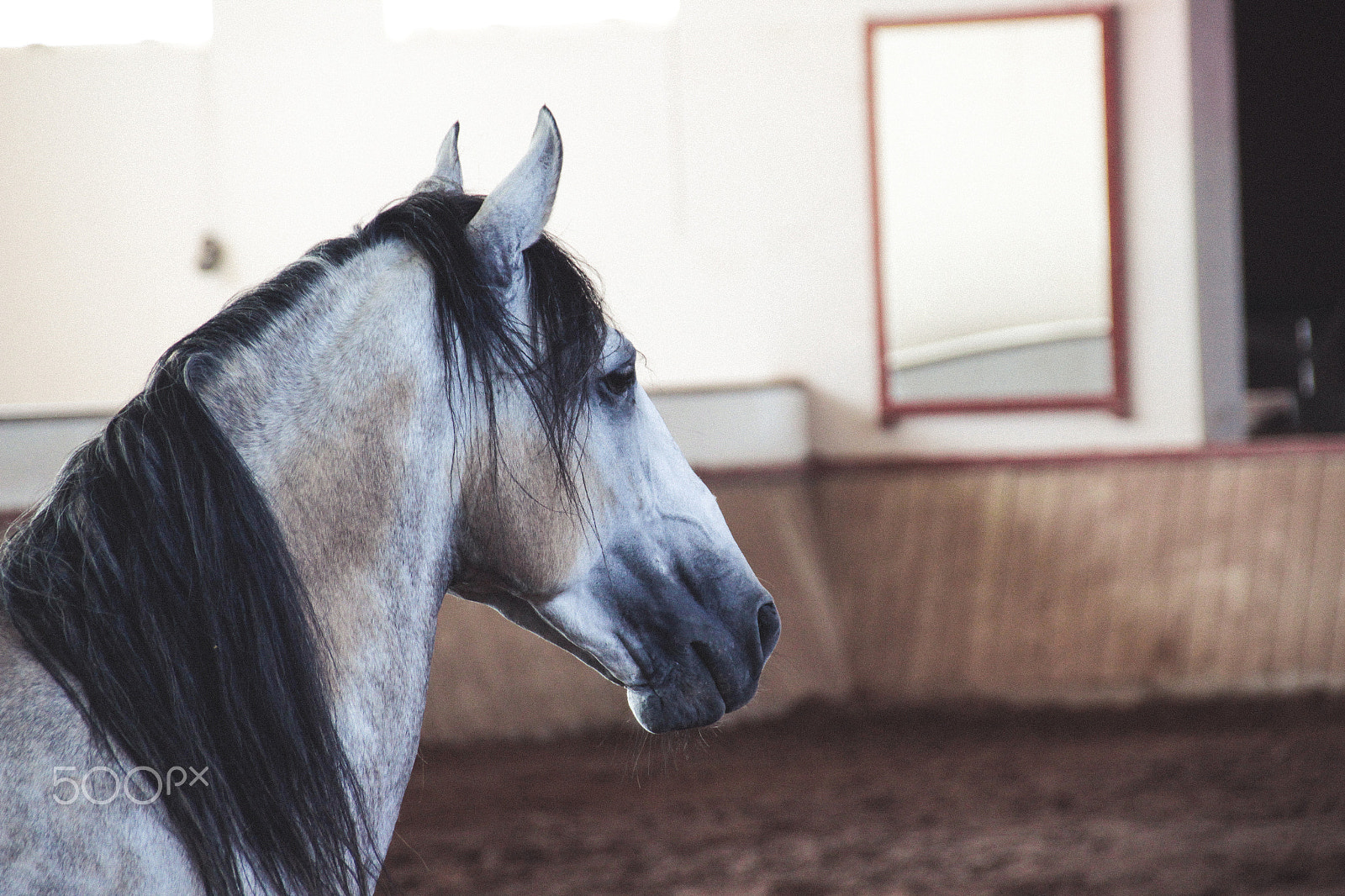 Sigma 18-250mm F3.5-6.3 DC OS HSM sample photo. White horse on a muddy arena photography