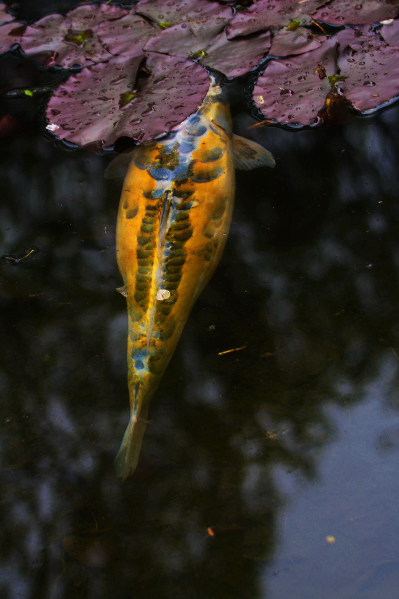 Canon EF 35-350mm F3.5-5.6L USM sample photo. Yellow submarine photography