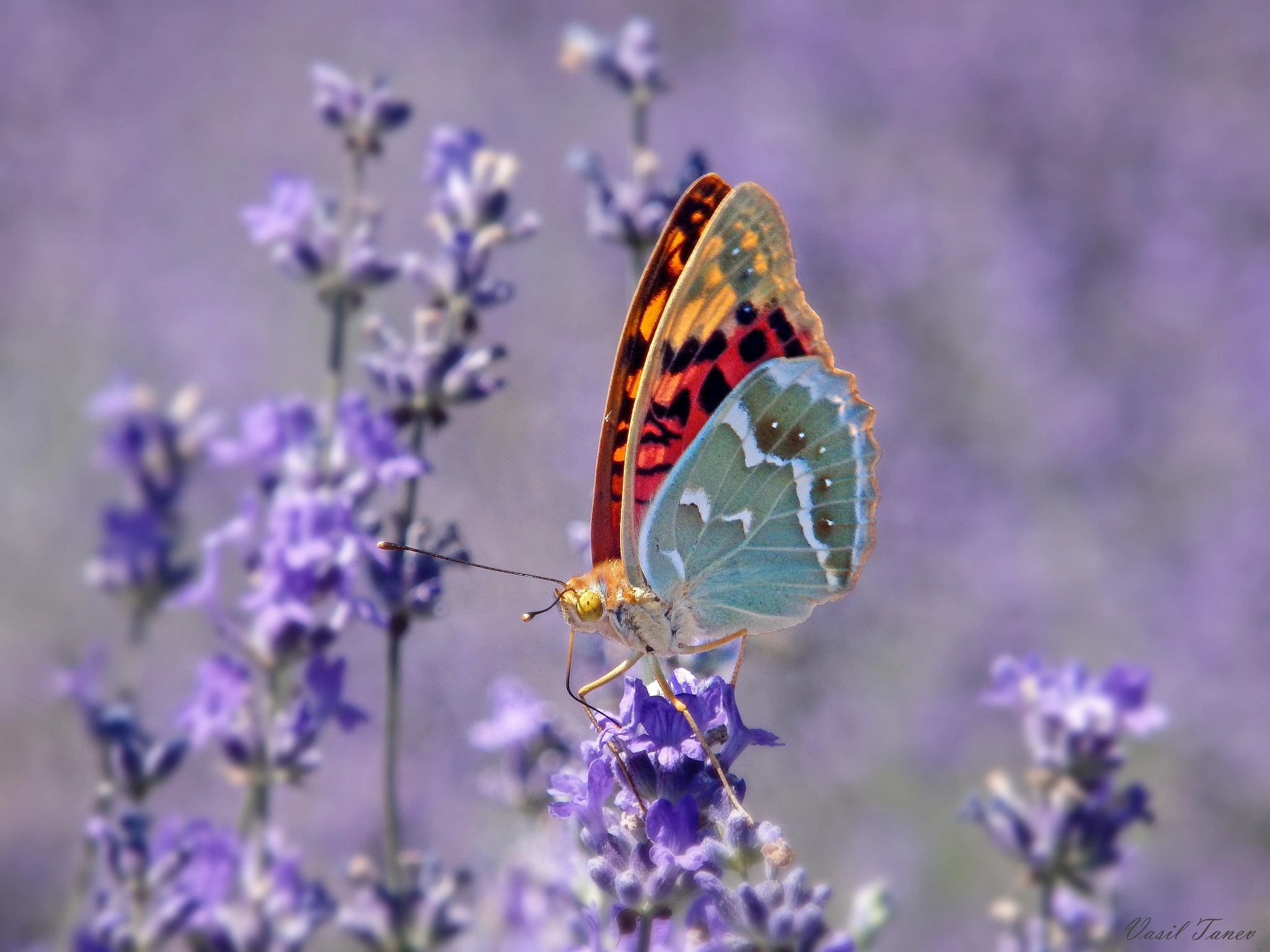 Olympus SH-60 sample photo. Argynnis pandora photography