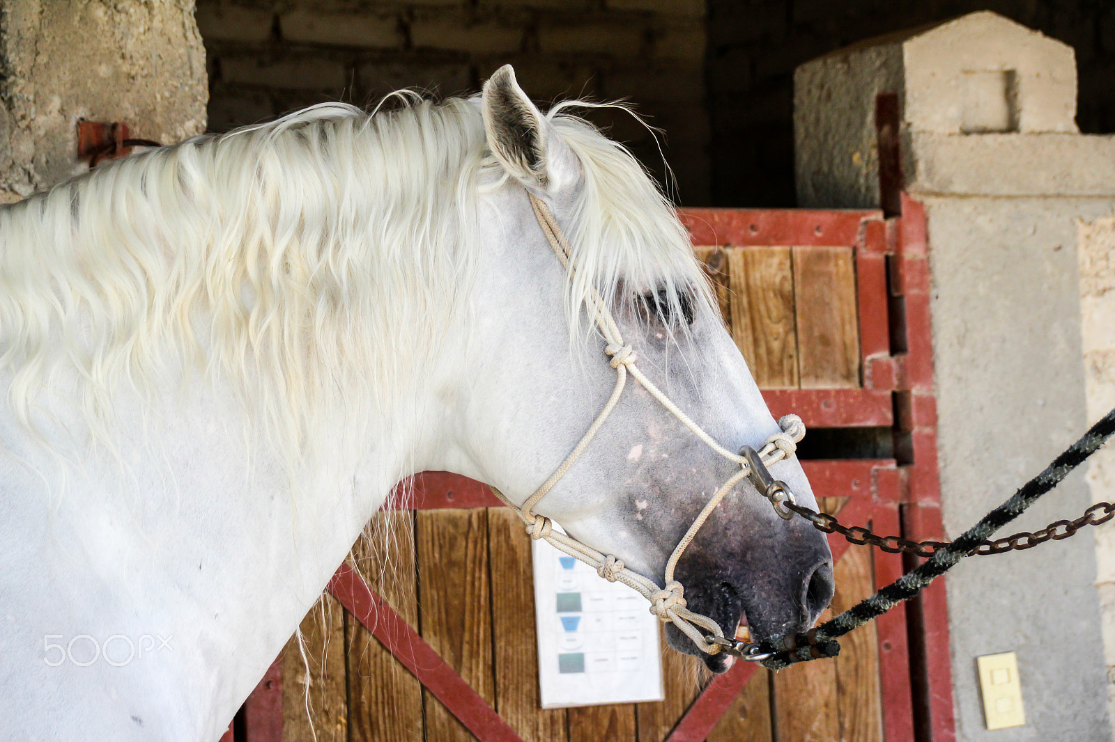 Sigma 18-250mm F3.5-6.3 DC OS HSM sample photo. White horse in a stable photography