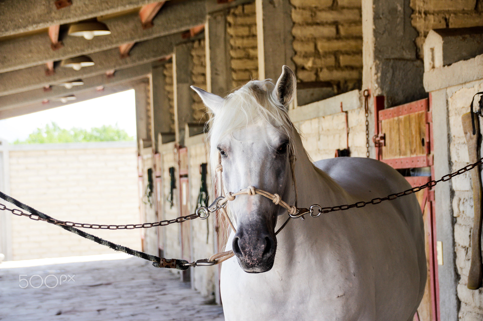Sigma 18-250mm F3.5-6.3 DC OS HSM sample photo. White horse in a stable photography