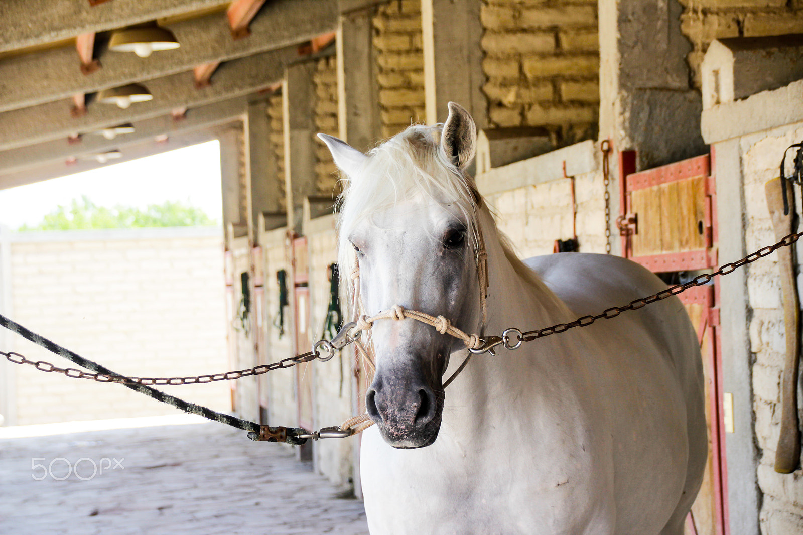 Sigma 18-250mm F3.5-6.3 DC OS HSM sample photo. White horse in a stable photography