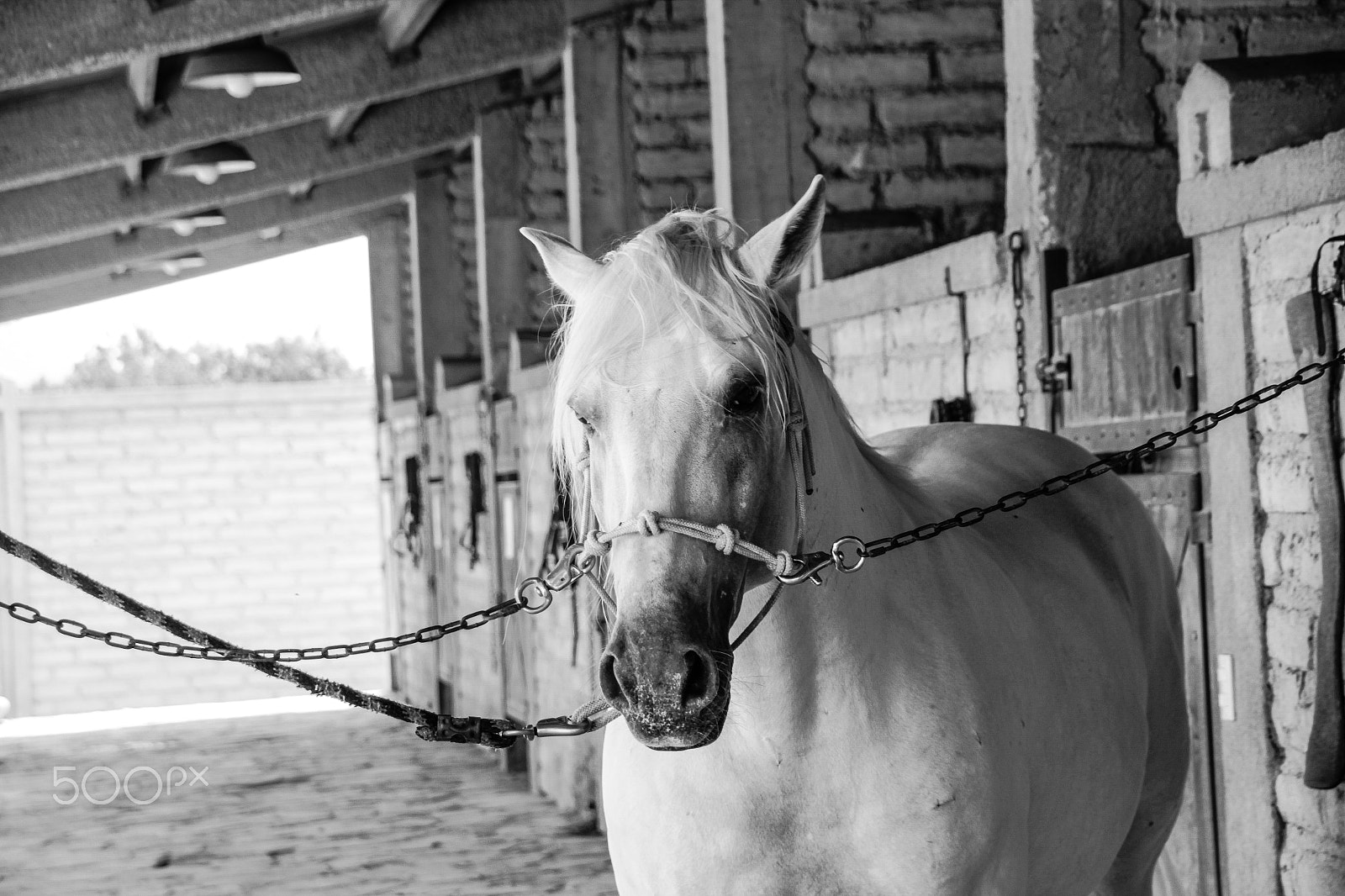 Canon EOS 1200D (EOS Rebel T5 / EOS Kiss X70 / EOS Hi) + Sigma 18-250mm F3.5-6.3 DC OS HSM sample photo. White horse in a stable photography