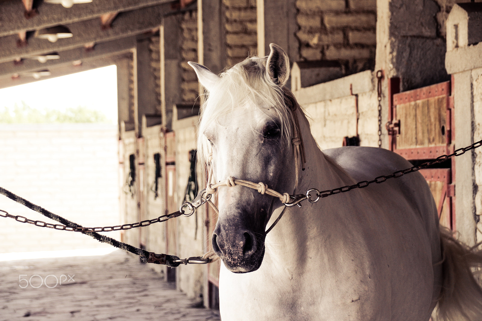 Sigma 18-250mm F3.5-6.3 DC OS HSM sample photo. White horse in a stable photography