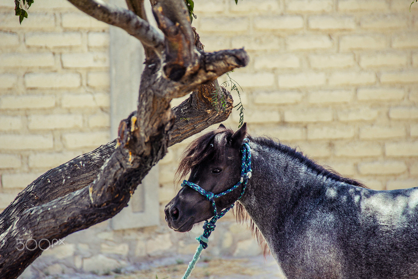Sigma 18-250mm F3.5-6.3 DC OS HSM sample photo. Black pony with ropes photography