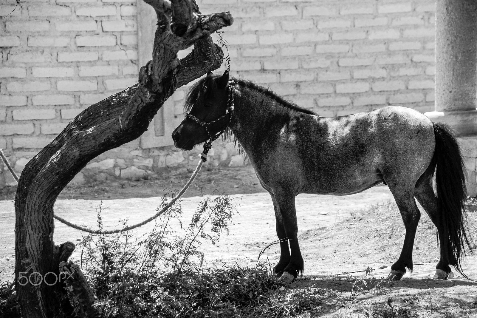 Sigma 18-250mm F3.5-6.3 DC OS HSM sample photo. Black pony with ropes photography