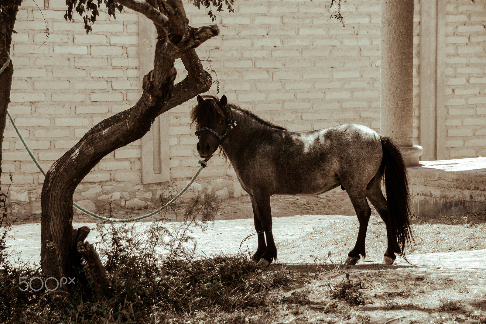 Sigma 18-250mm F3.5-6.3 DC OS HSM sample photo. Black pony with ropes photography