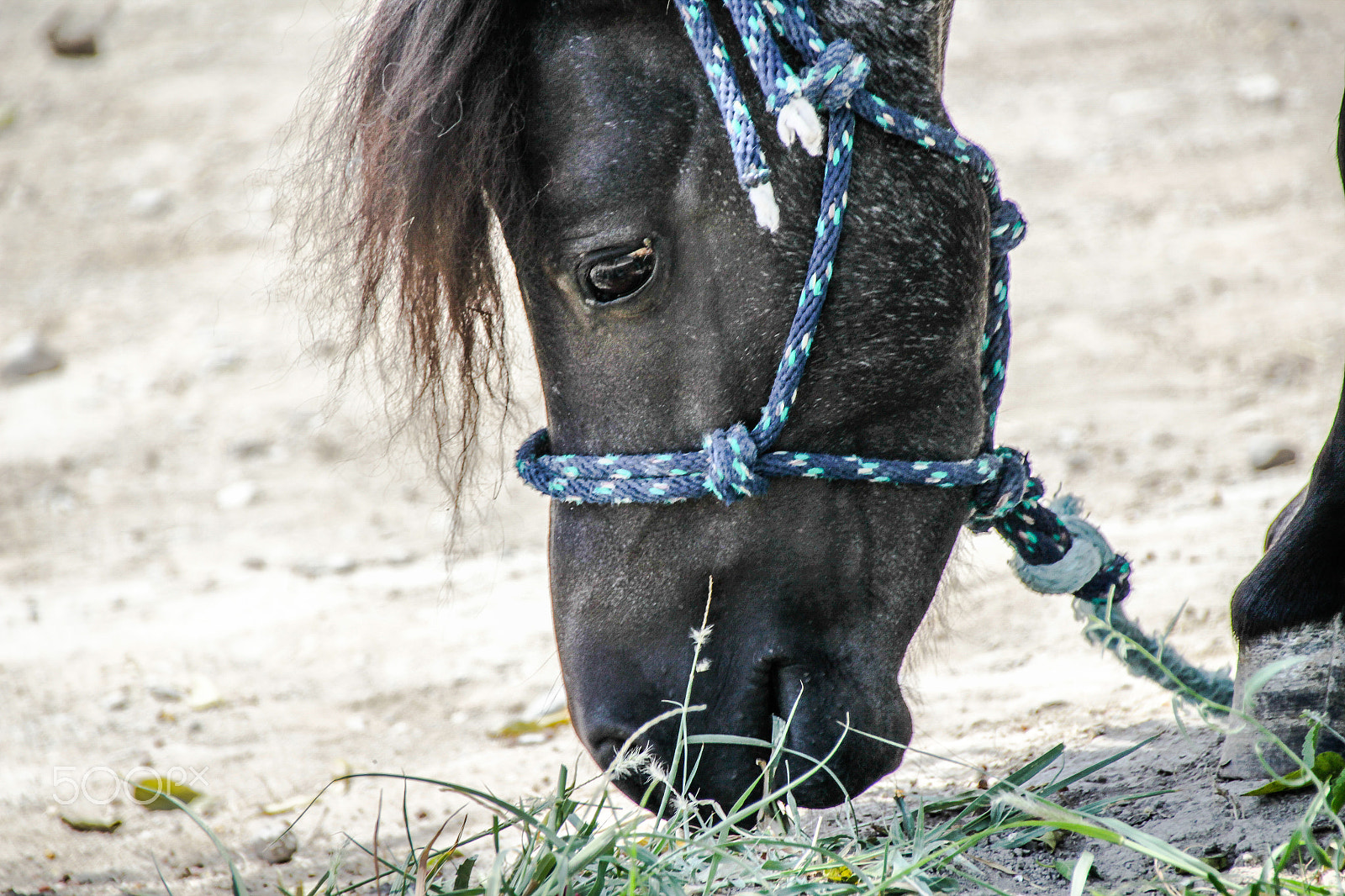 Canon EOS 1200D (EOS Rebel T5 / EOS Kiss X70 / EOS Hi) + Sigma 18-250mm F3.5-6.3 DC OS HSM sample photo. Black pony with ropes photography