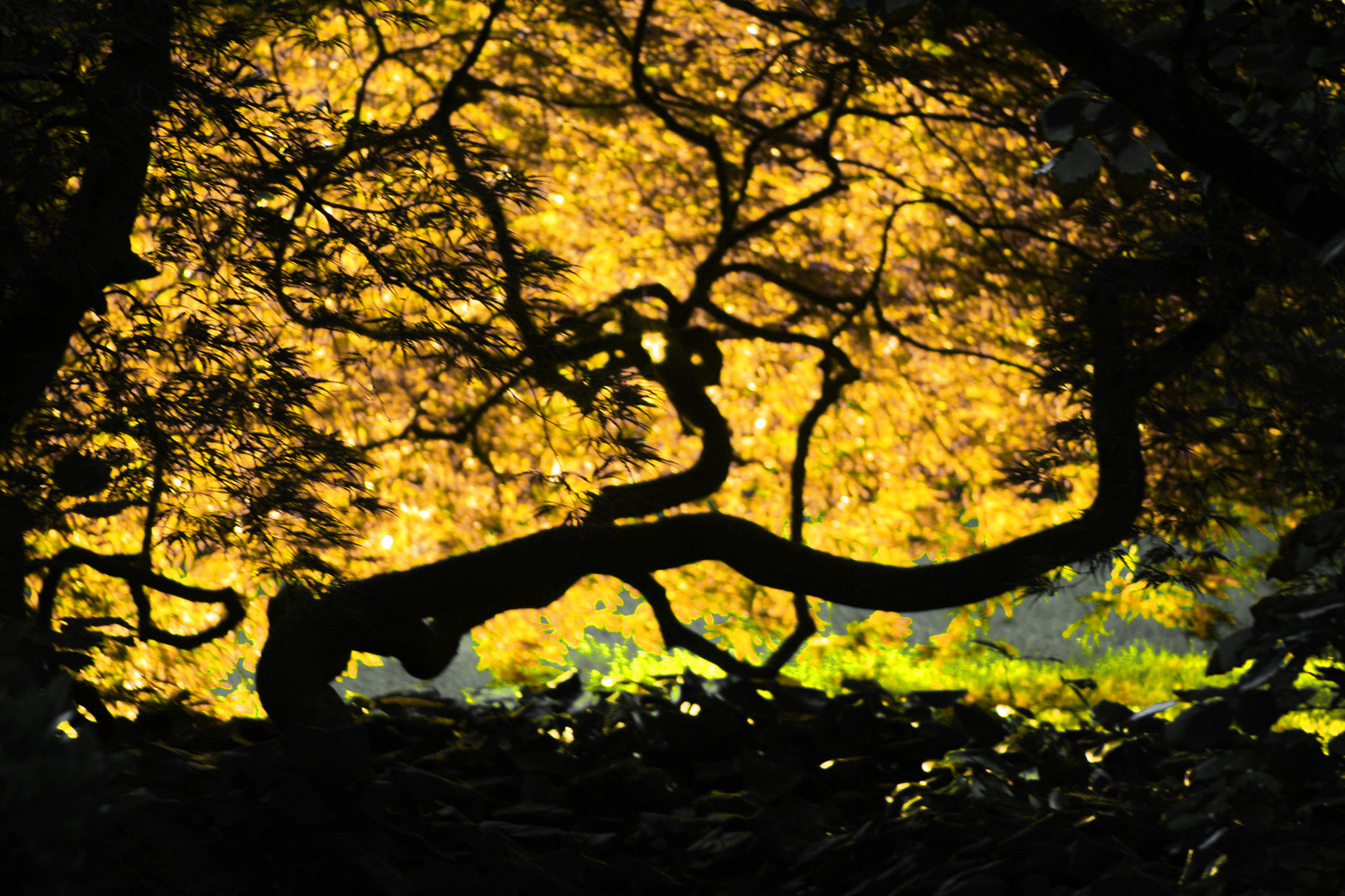 Canon EF 35-350mm F3.5-5.6L USM sample photo. Herbstfarben photography