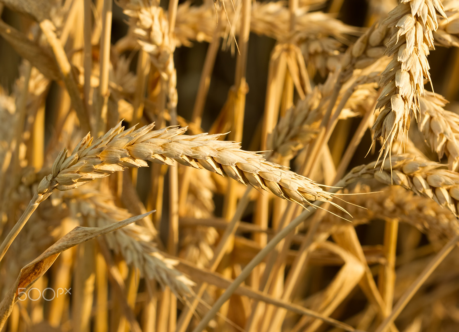 Canon EF 100mm F2.8 Macro USM sample photo. Ears of ripe wheat before harvest photography
