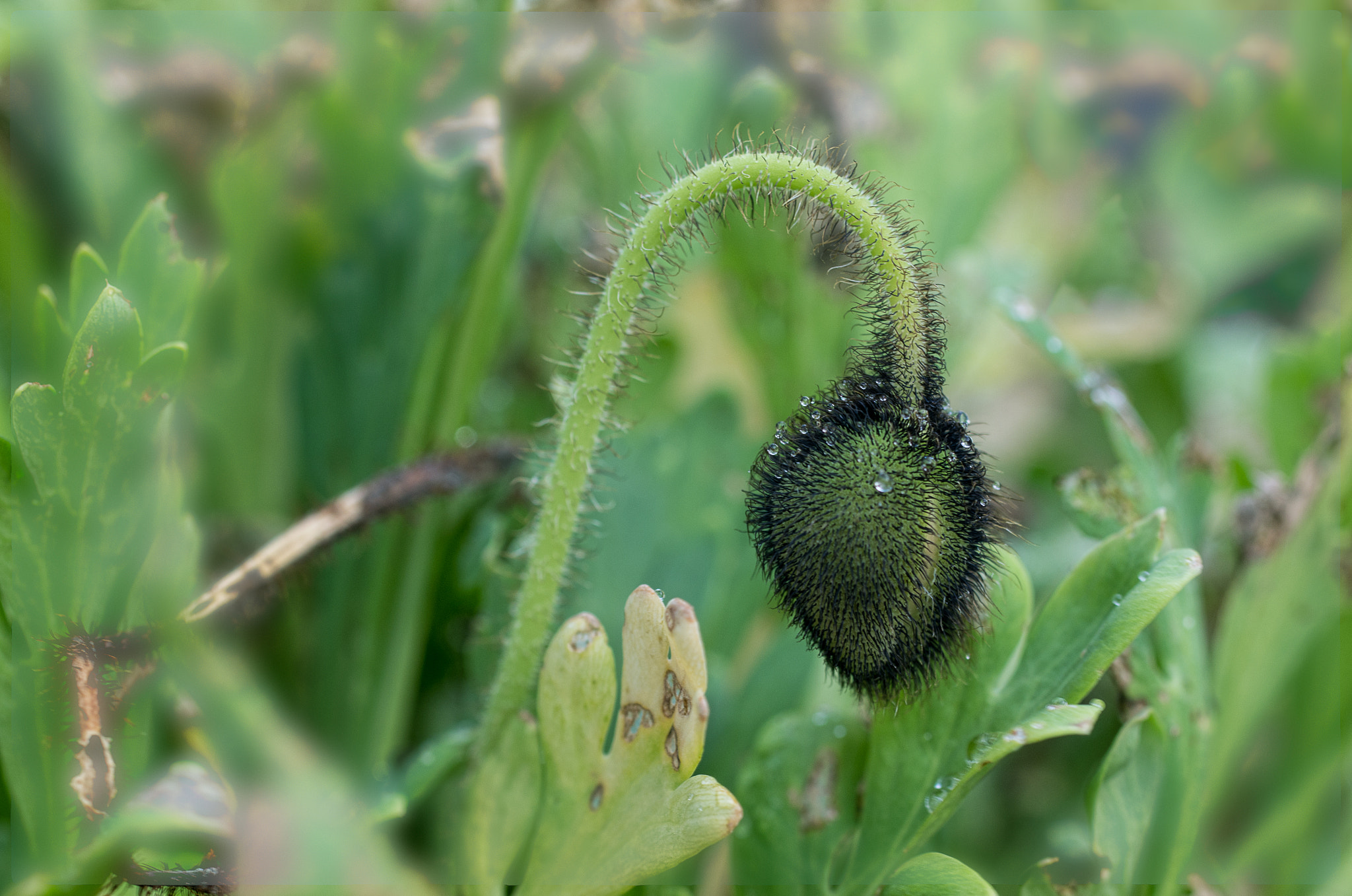 Pentax K-5 sample photo. Tired poppy plant struggles on photography