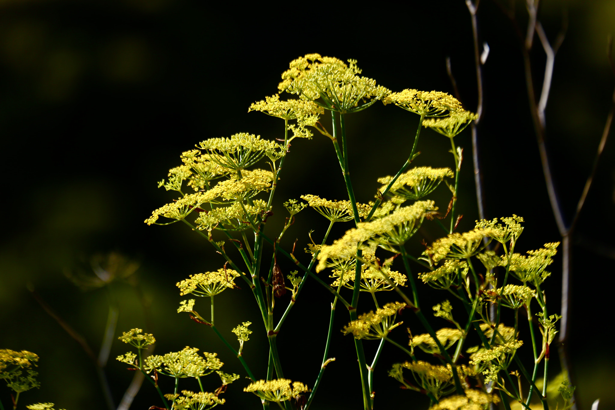 Canon EF 70-300mm F4-5.6L IS USM sample photo