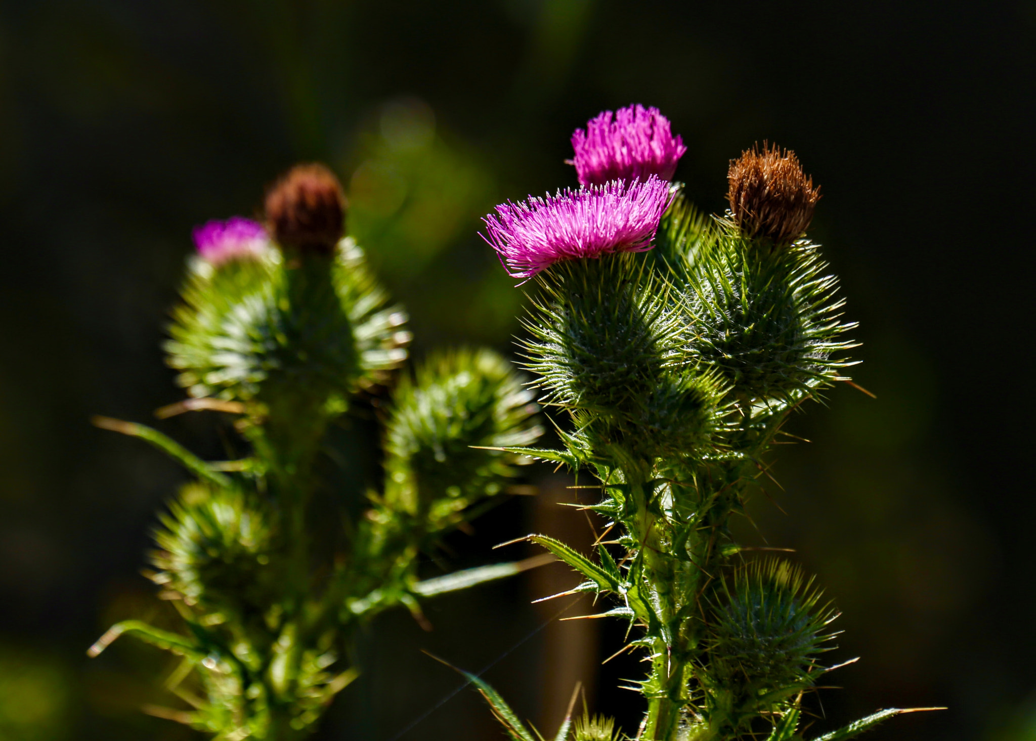 Canon EF 70-300mm F4-5.6L IS USM sample photo