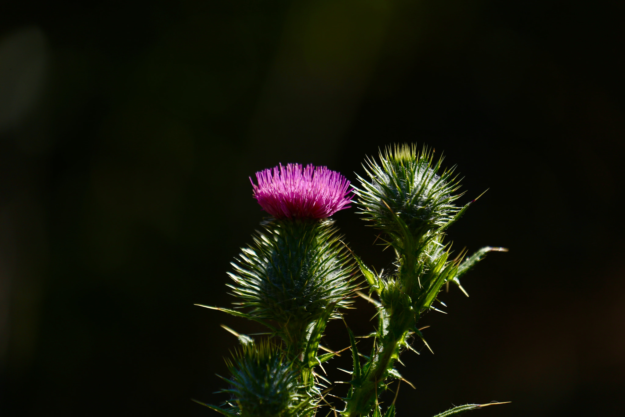 Canon EF 70-300mm F4-5.6L IS USM sample photo