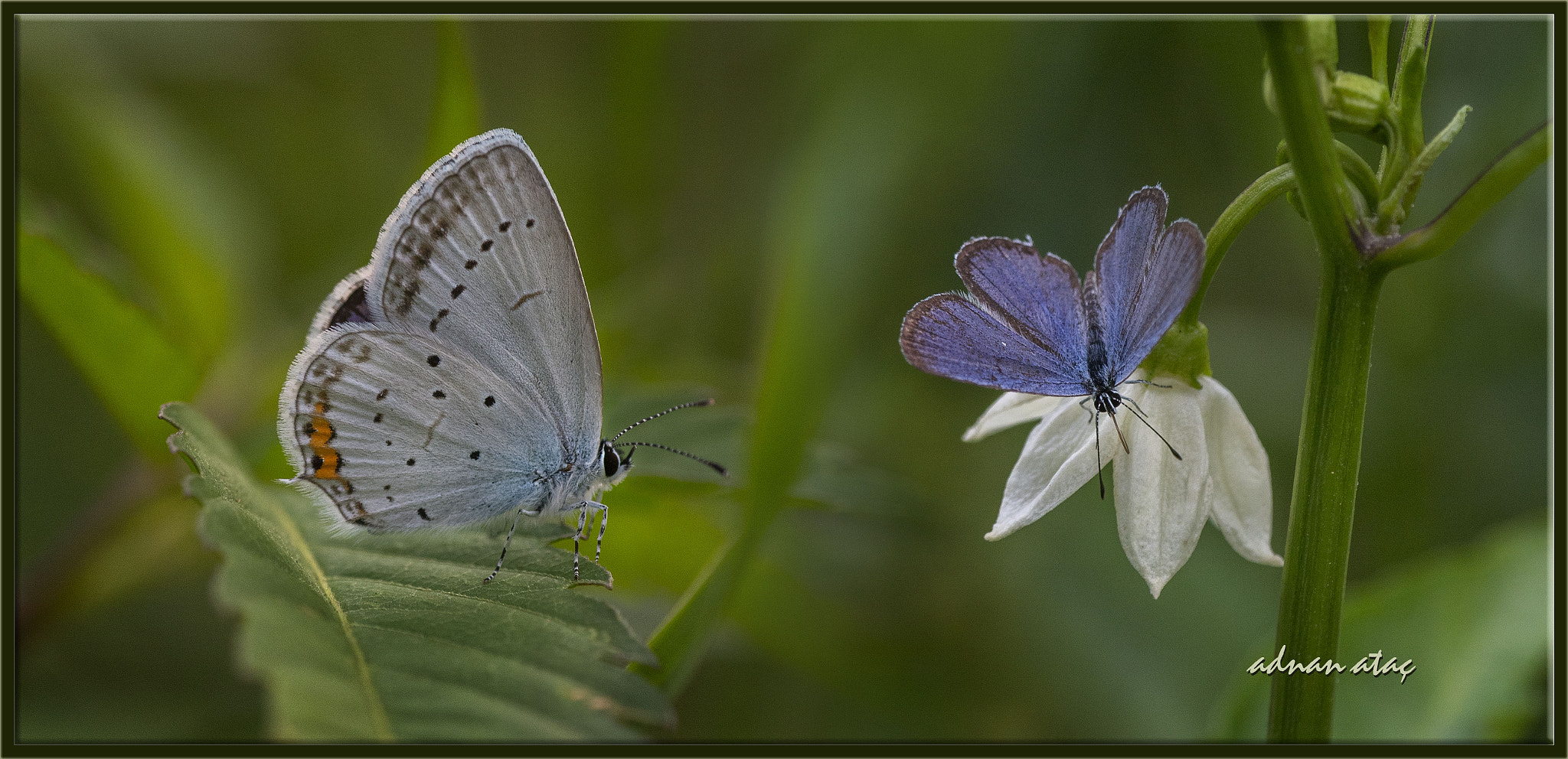 AF Zoom-Micro Nikkor 70-180mm f/4.5-5.6D ED sample photo. Everes - cupido argiades - short tailed blue - tailed cupid photography
