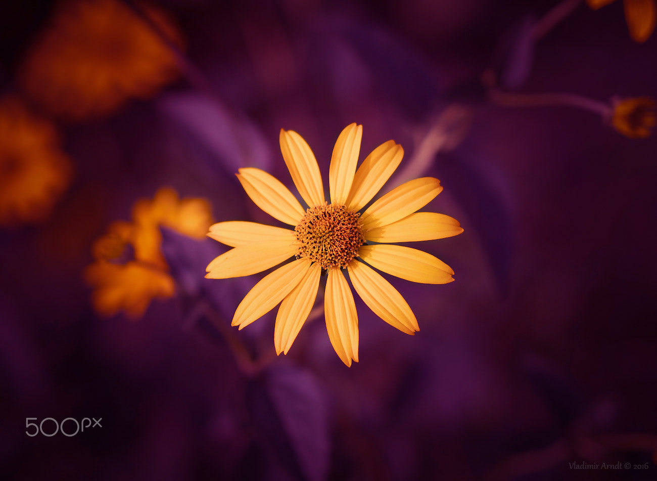 Panasonic Lumix DMC-GX8 + Olympus M.Zuiko Digital 45mm F1.8 sample photo. Cosmos flower. photography