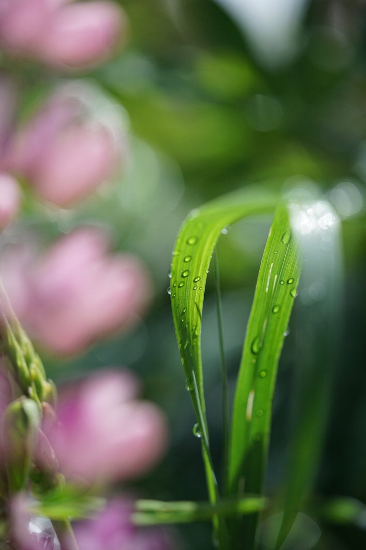 Sony a7 II + Sony FE 90mm F2.8 Macro G OSS sample photo. After the rain photography