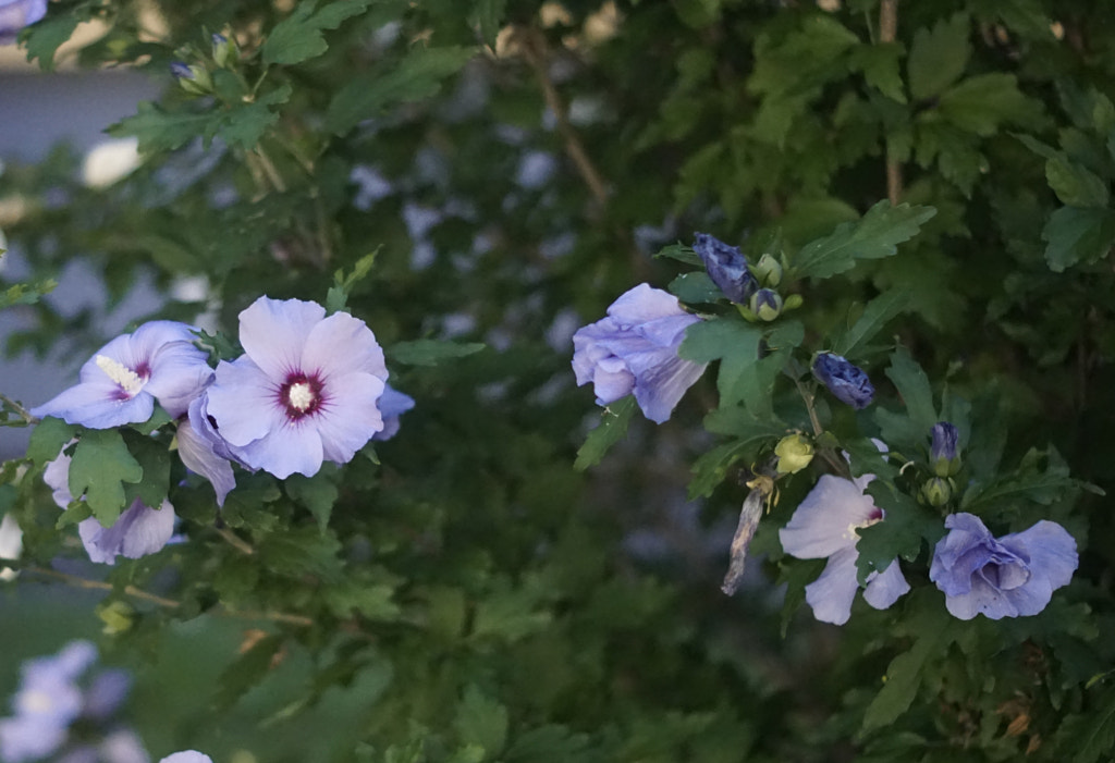 Warum läßt sich dieser Hibiskus nicht fotografiern by Wolfgang
