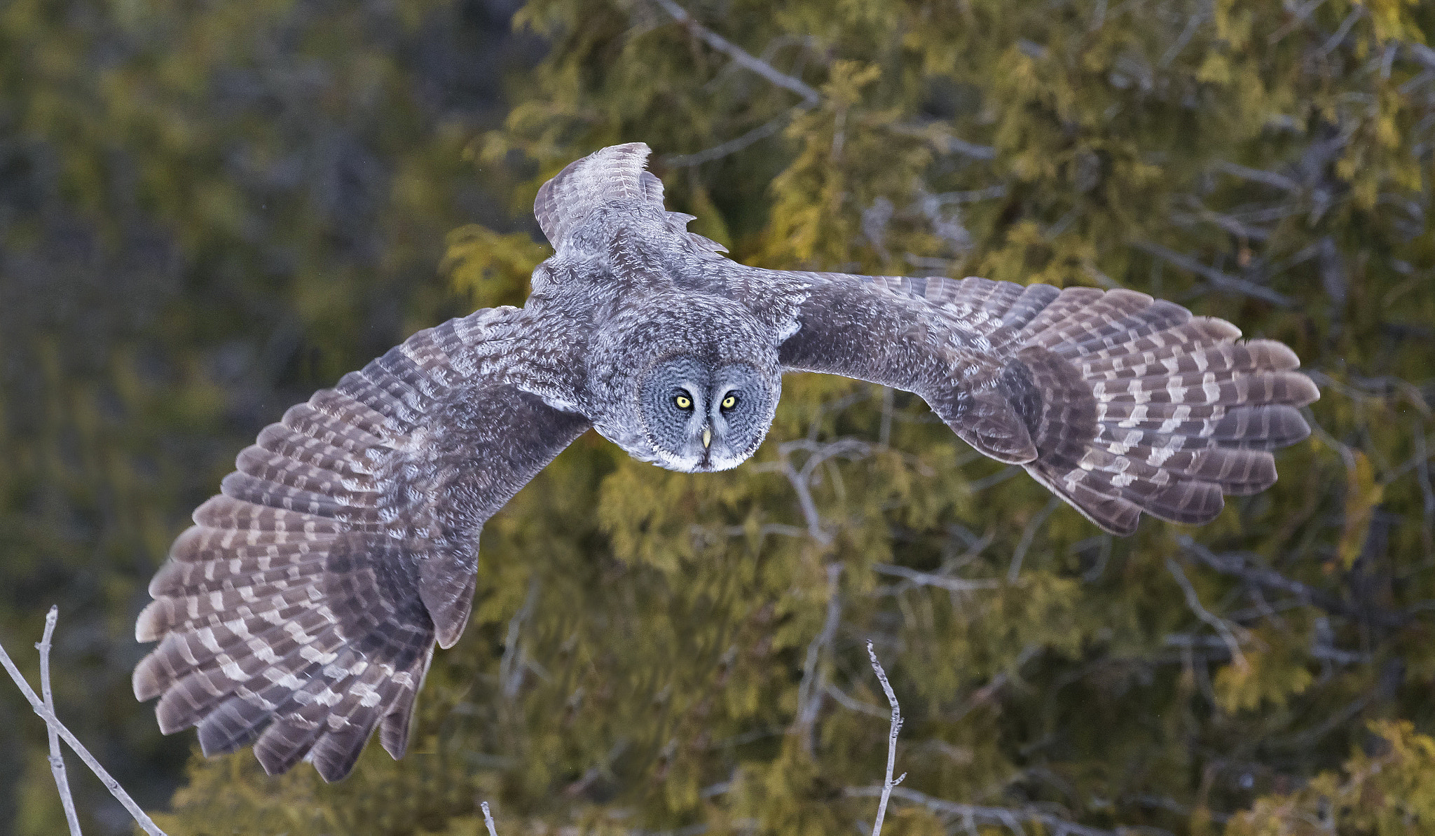 Canon EF 400mm F4 DO IS II USM sample photo. 16344980809.jpg photography