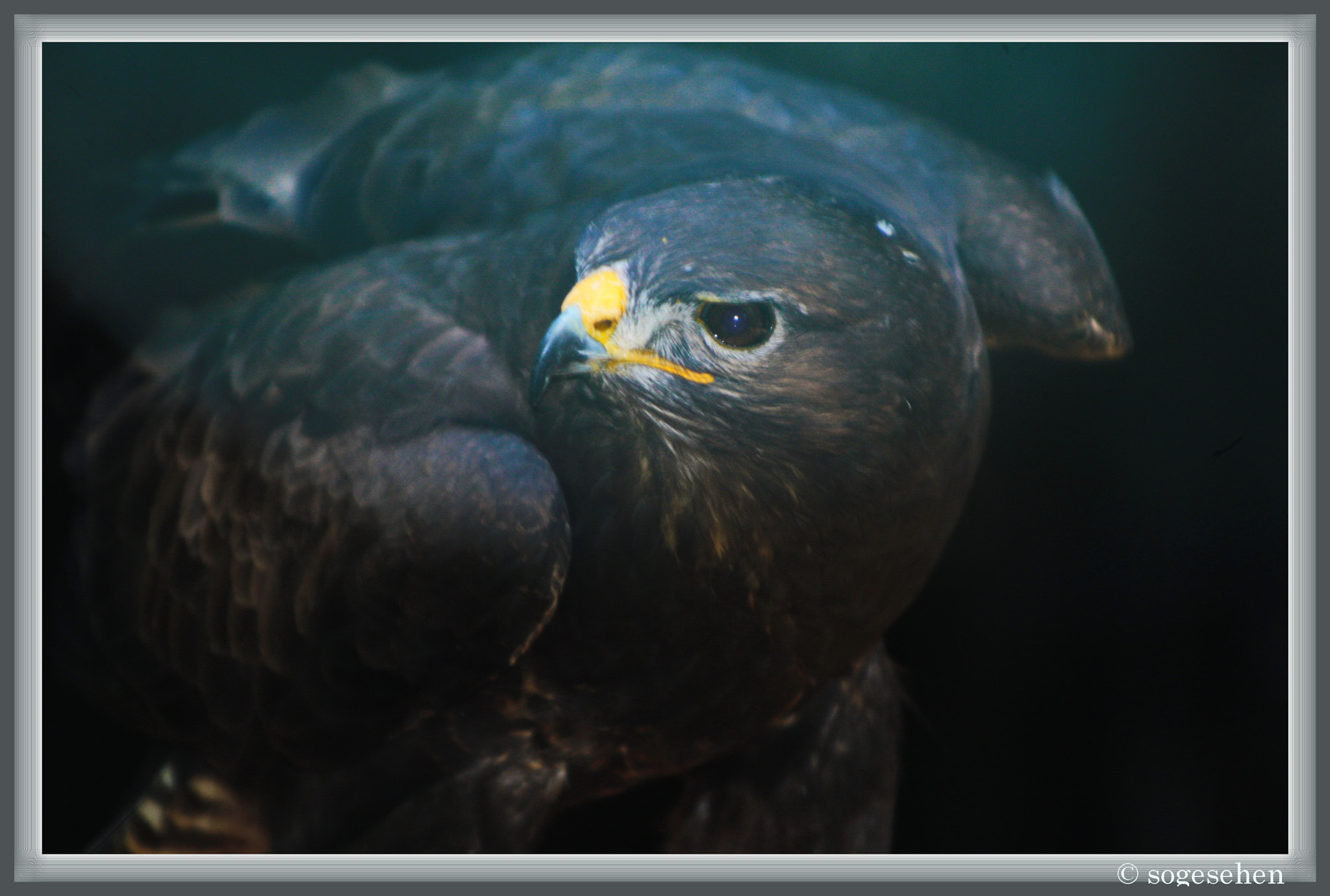 Canon EF 35-350mm F3.5-5.6L USM sample photo. Greifvogel photography
