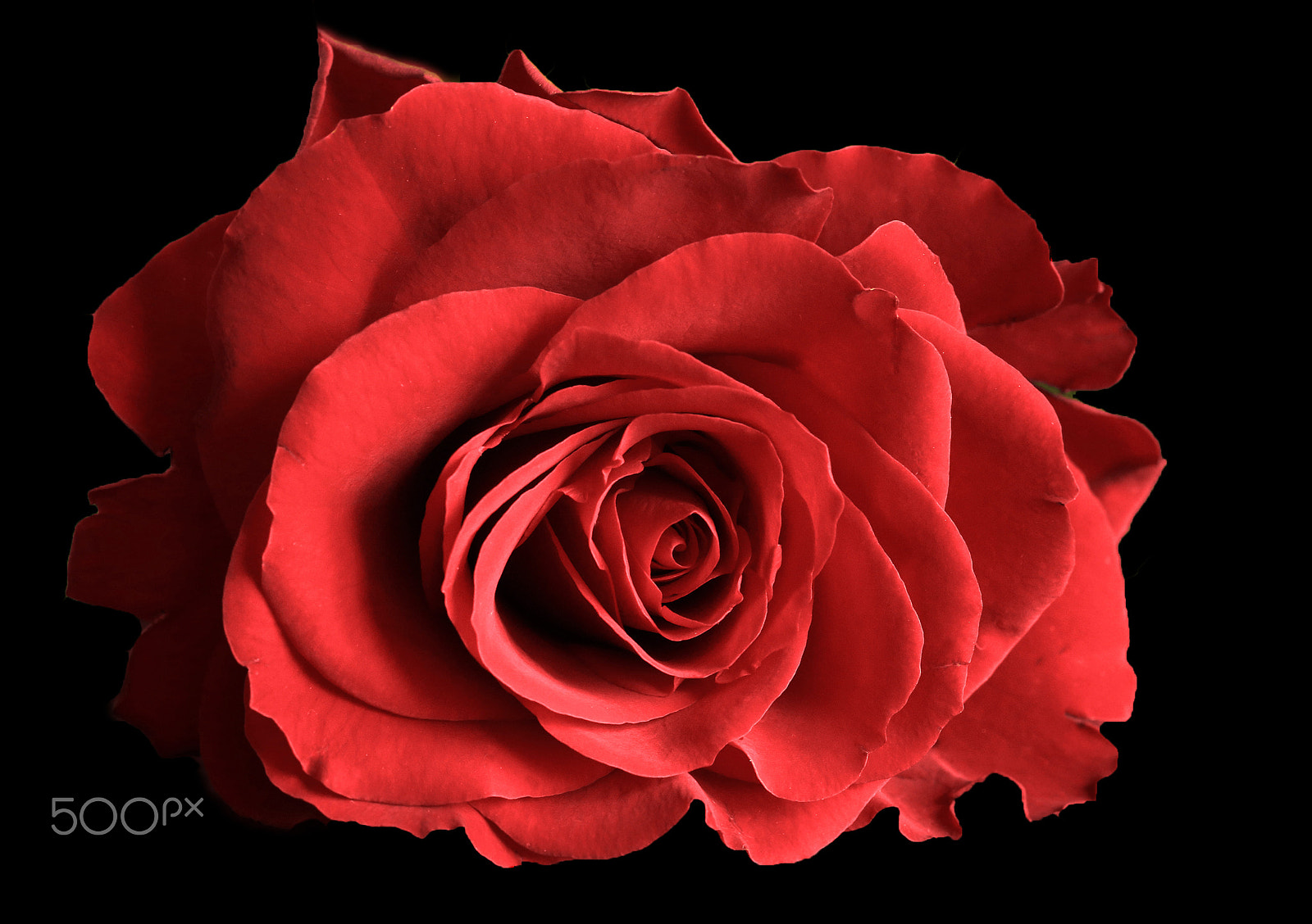 Canon EF 100mm F2.8 Macro USM sample photo. Rote rose photography