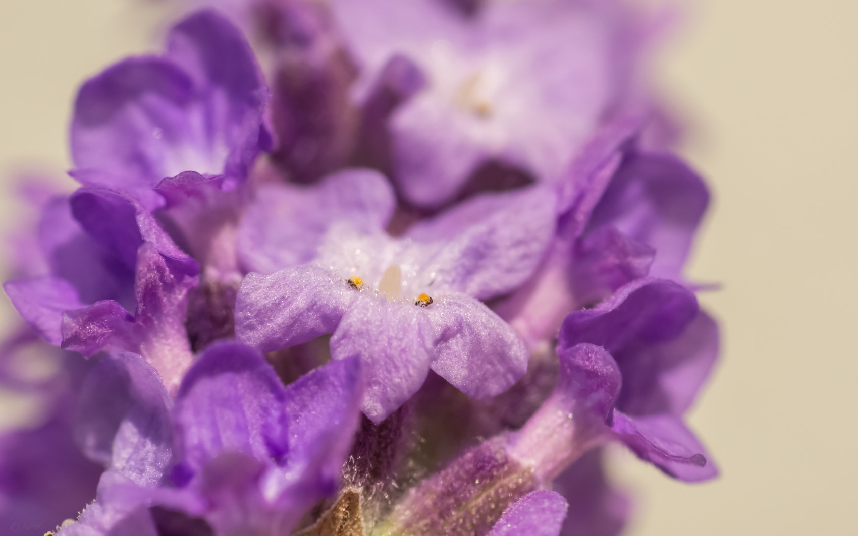 Tamron AF 55-200mm F4-5.6 Di II LD Macro sample photo. Lavender photography