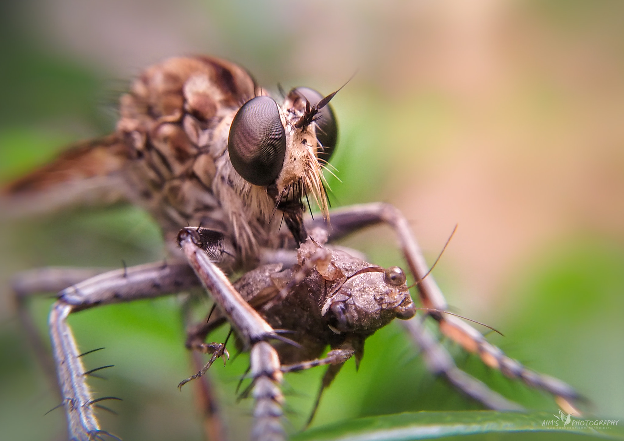 OPPO A51w sample photo. Robber fly with grasshopper kill photography