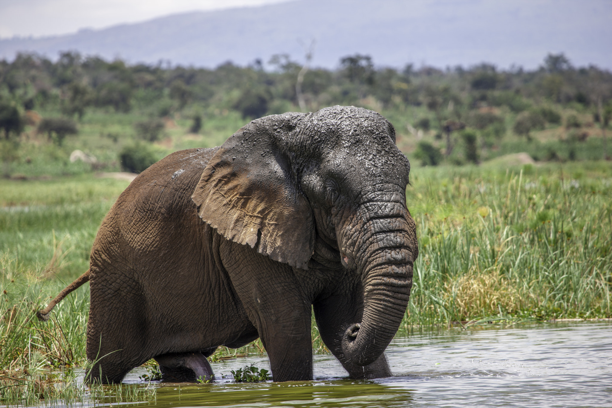 Canon EOS-1Ds Mark III + Canon EF 100-400mm F4.5-5.6L IS USM sample photo. Old elephant bull in akagera national park photography