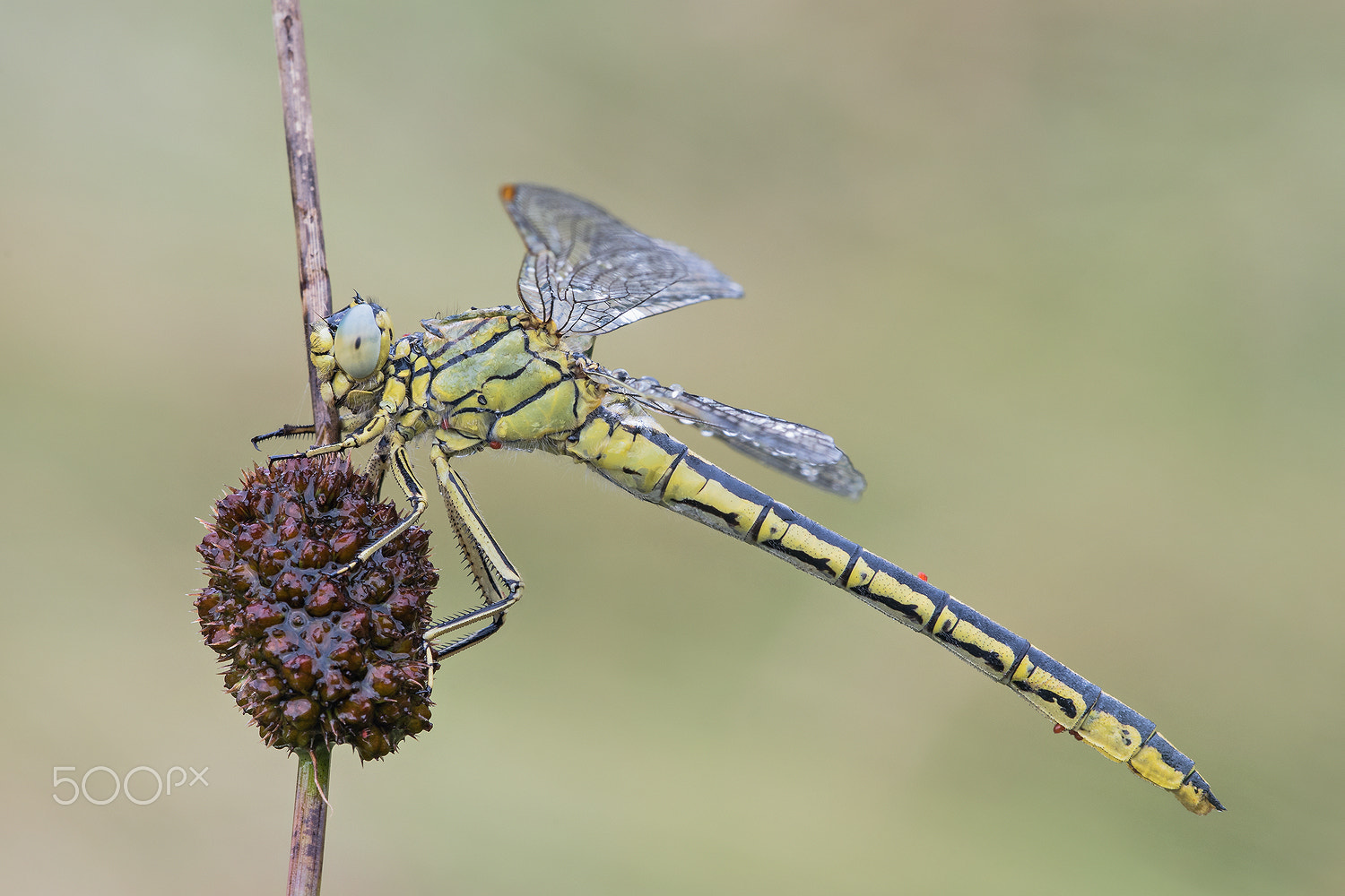Sigma 150mm F2.8 EX DG Macro HSM sample photo. Gomphus pulchellus photography
