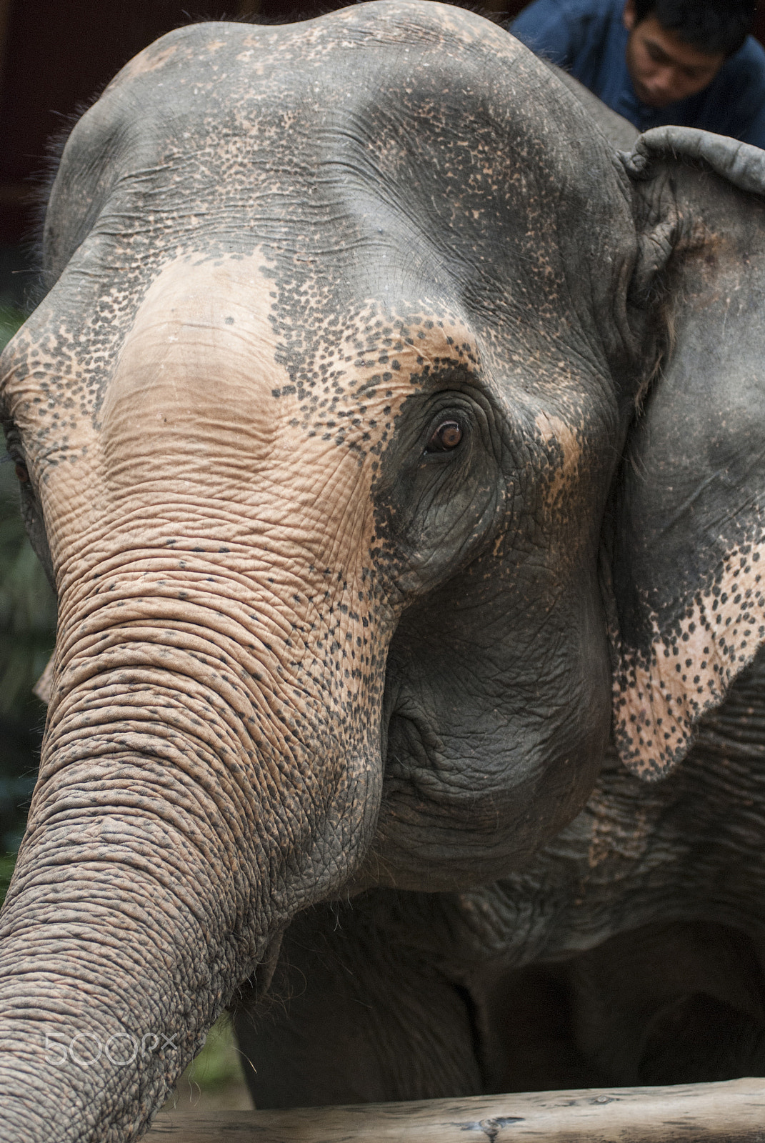 Nikon AF-Nikkor 80-200mm F2.8D ED sample photo. Elephat photography