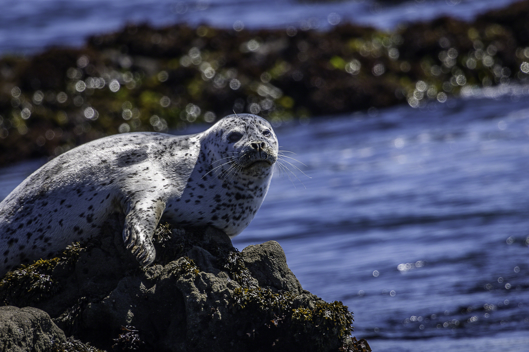 Canon EF 100-400mm F4.5-5.6L IS USM sample photo. Sunbathing babyseal photography