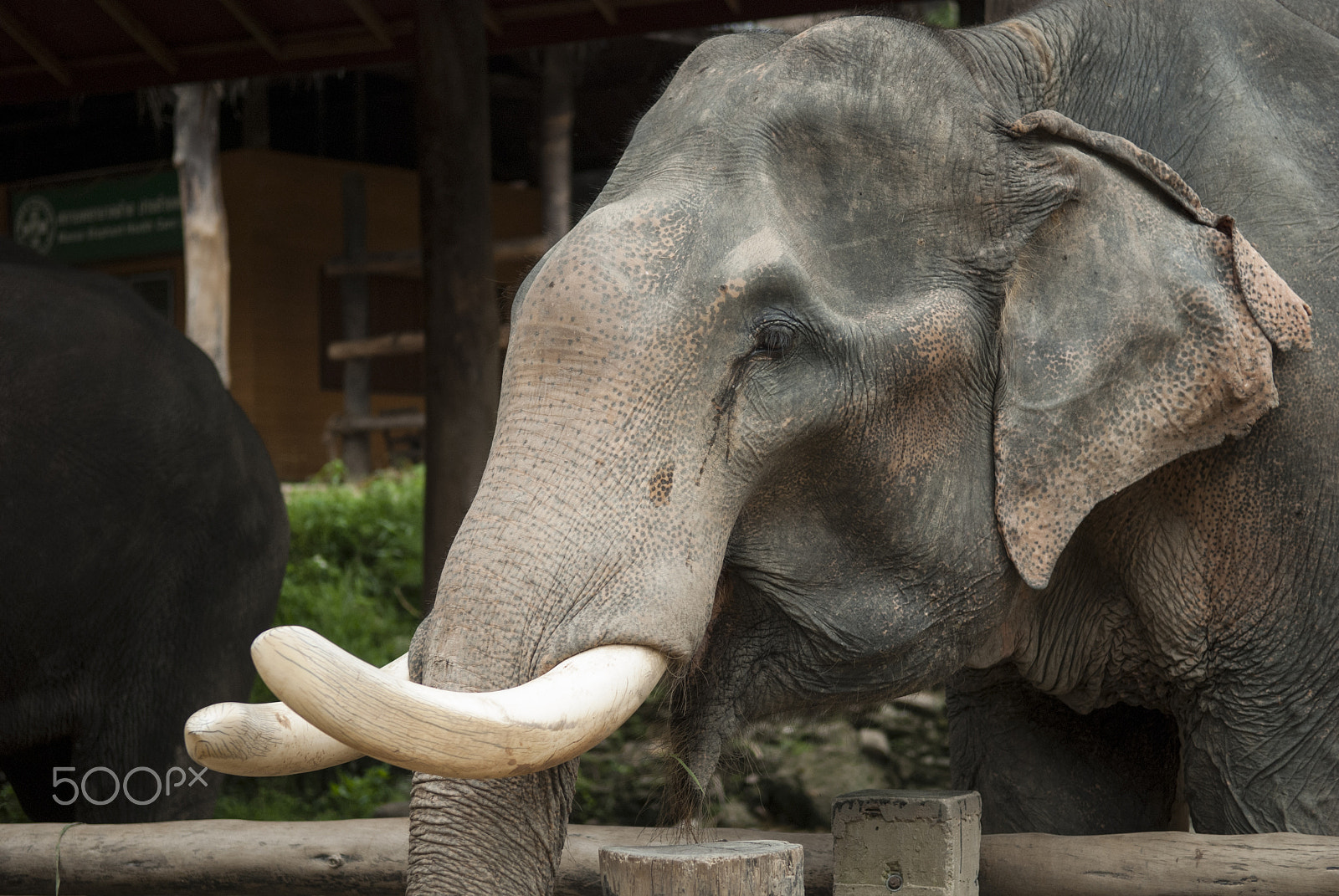 Nikon D80 sample photo. Elephat photography
