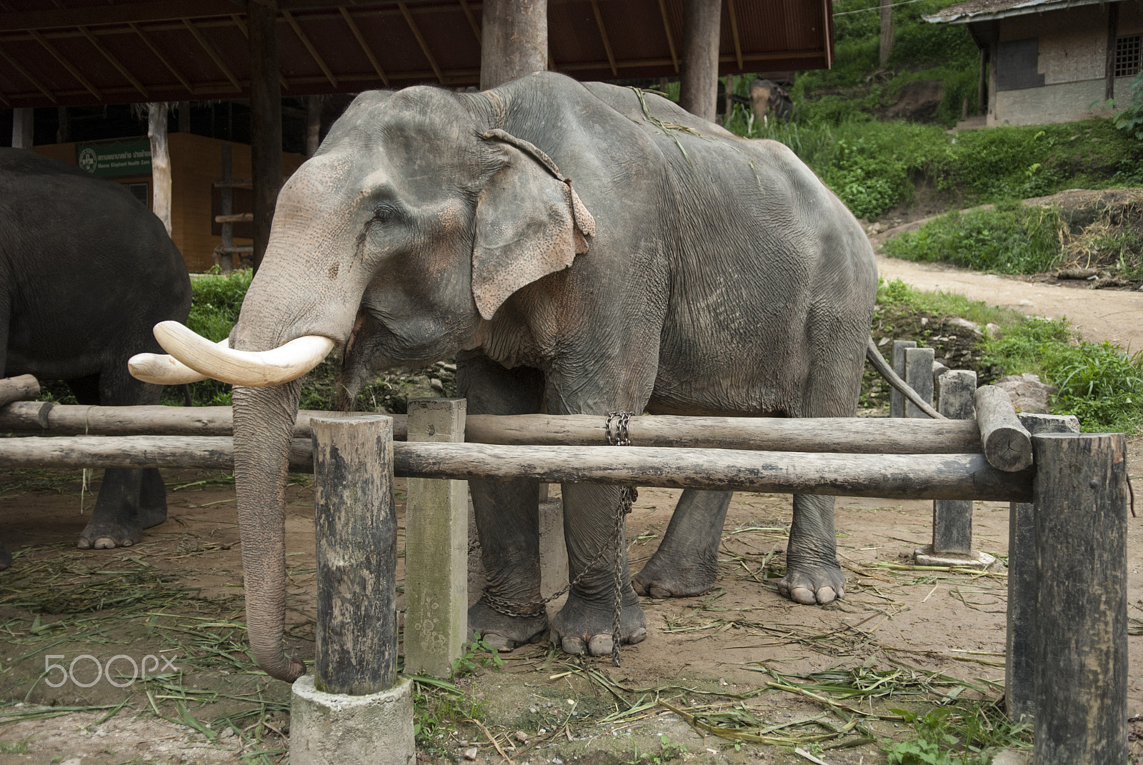 Nikon D80 sample photo. Elephat photography