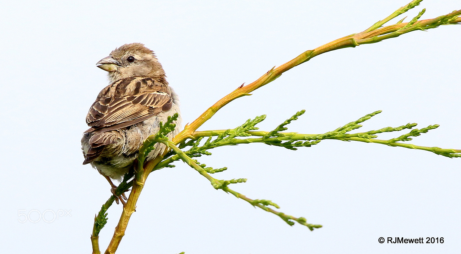 Canon EF 100-400mm F4.5-5.6L IS USM sample photo. Hen house sparrow...ireland photography