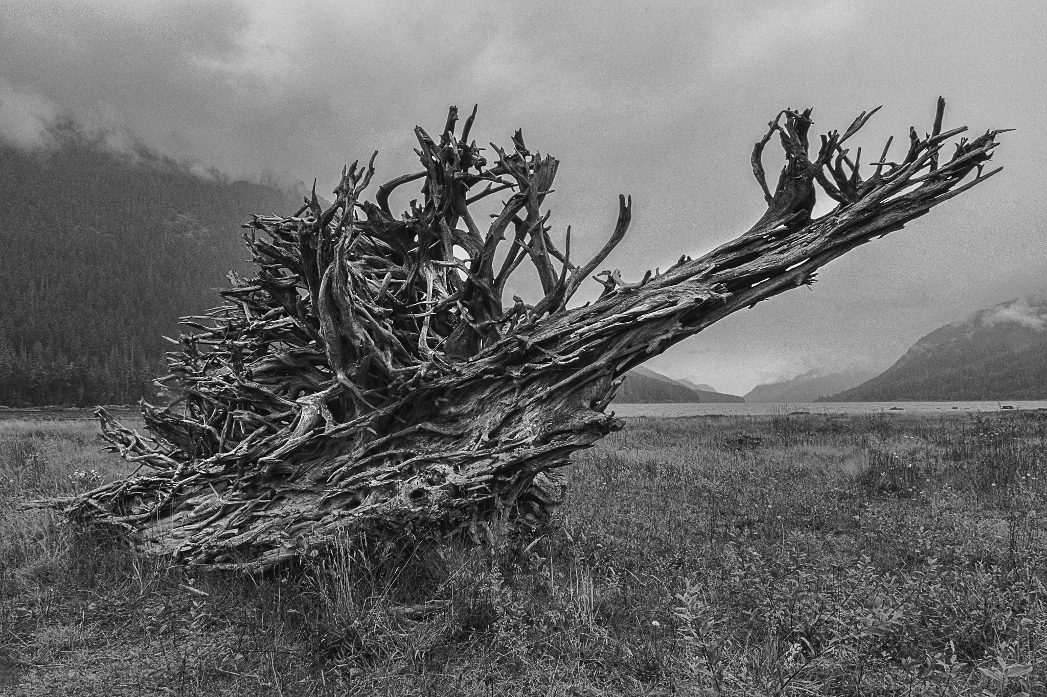 Sony a7R sample photo. Uprooted photography