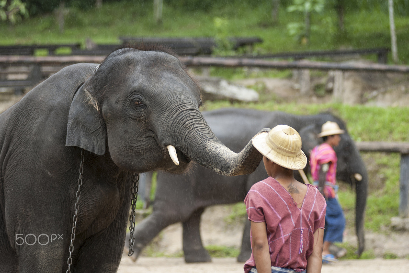 Nikon AF-Nikkor 80-200mm F2.8D ED sample photo. Elephat photography