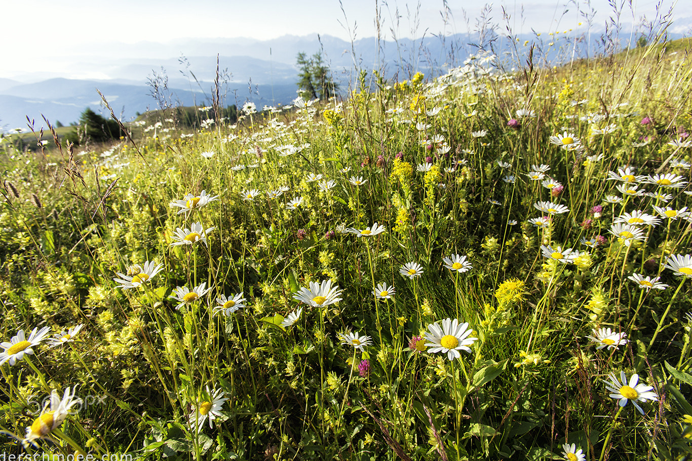 Canon EF 16-35mm F2.8L USM sample photo. Fröhliche blumen am berg photography