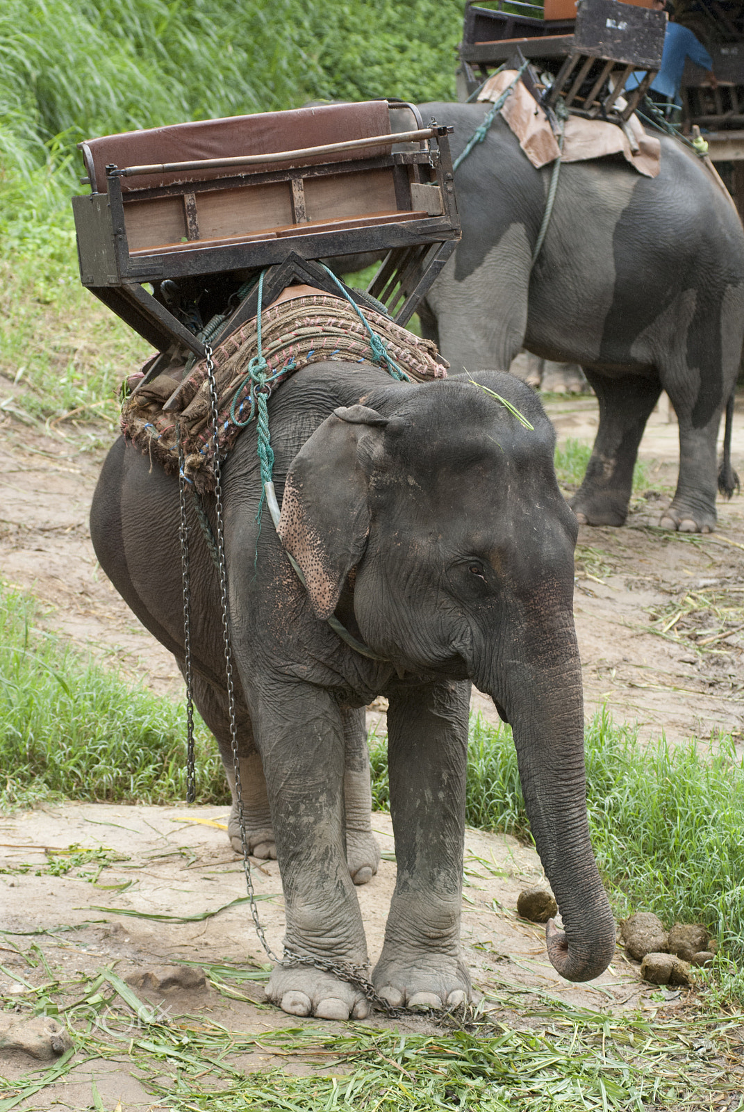 Nikon AF-Nikkor 80-200mm F2.8D ED sample photo. Elephat photography