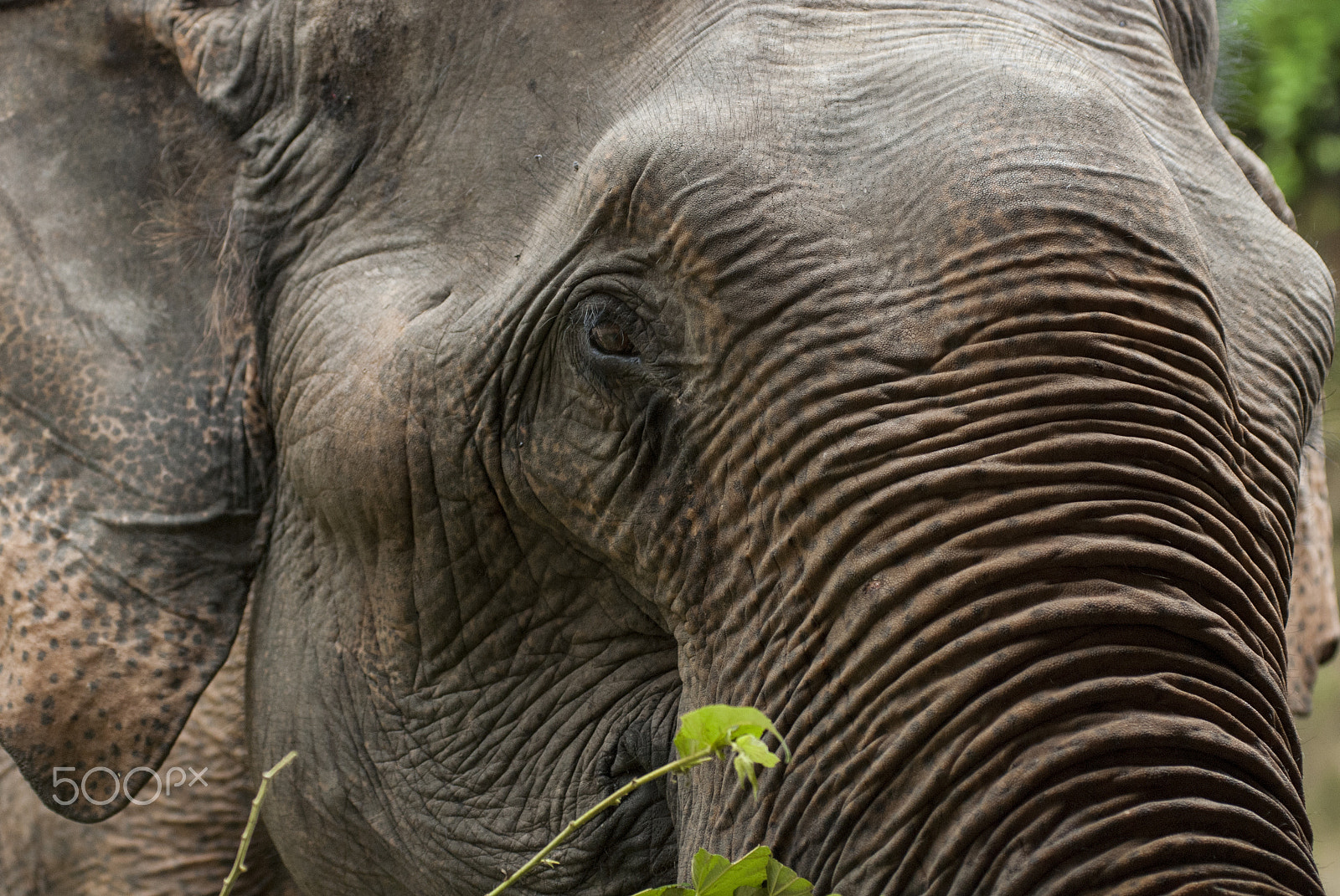 Nikon AF-Nikkor 80-200mm F2.8D ED sample photo. Elephat photography