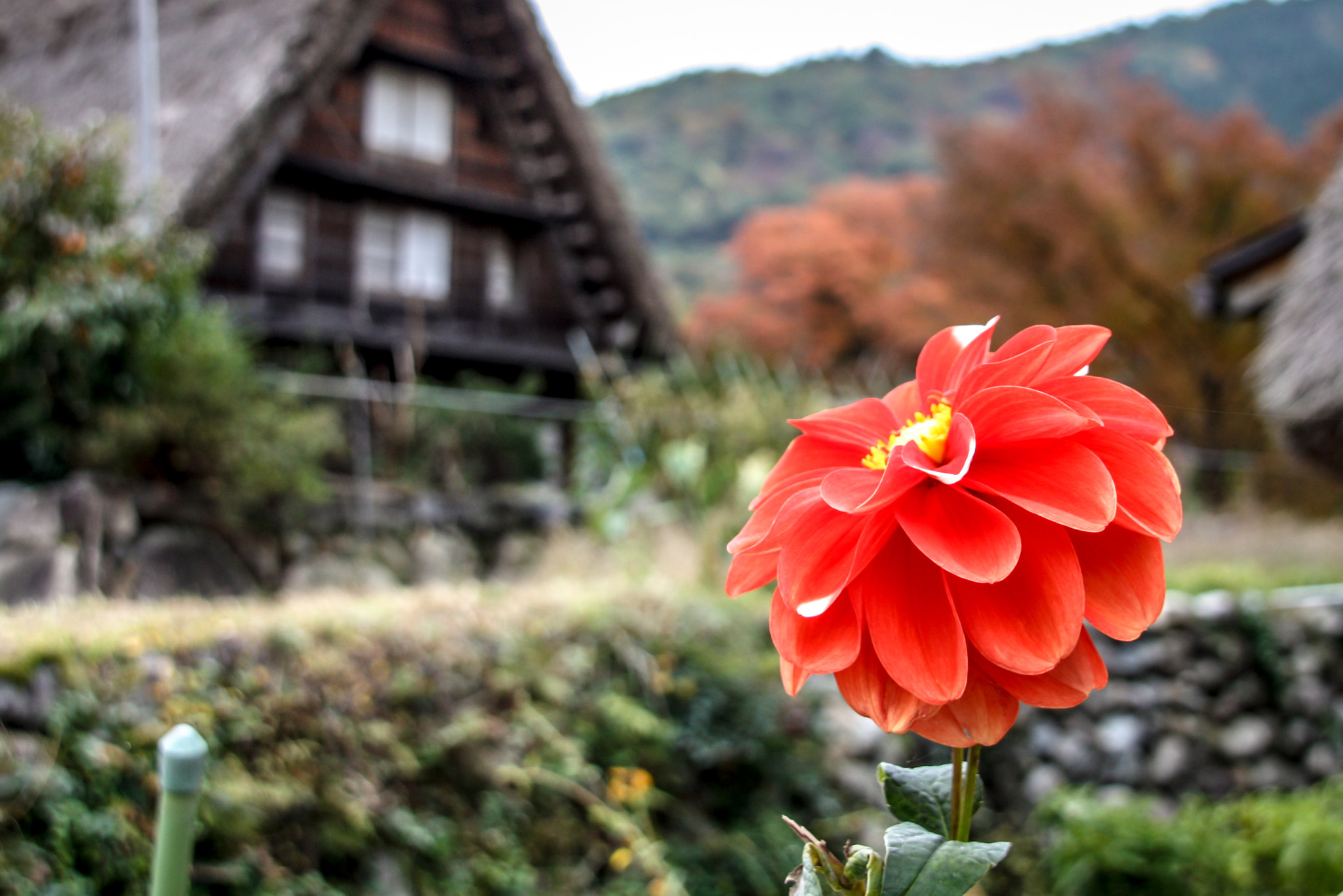 Sigma 18-200mm f/3.5-6.3 DC OS sample photo. Flor otoñal en shirakawago photography