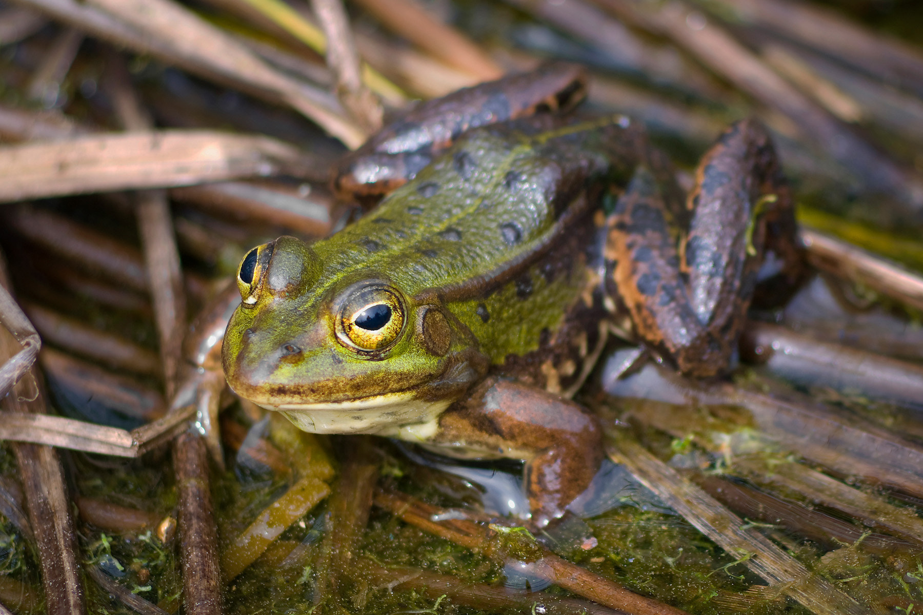 Pentax K20D + Pentax smc DA 55-300mm F4.0-5.8 ED sample photo. Frosch photography