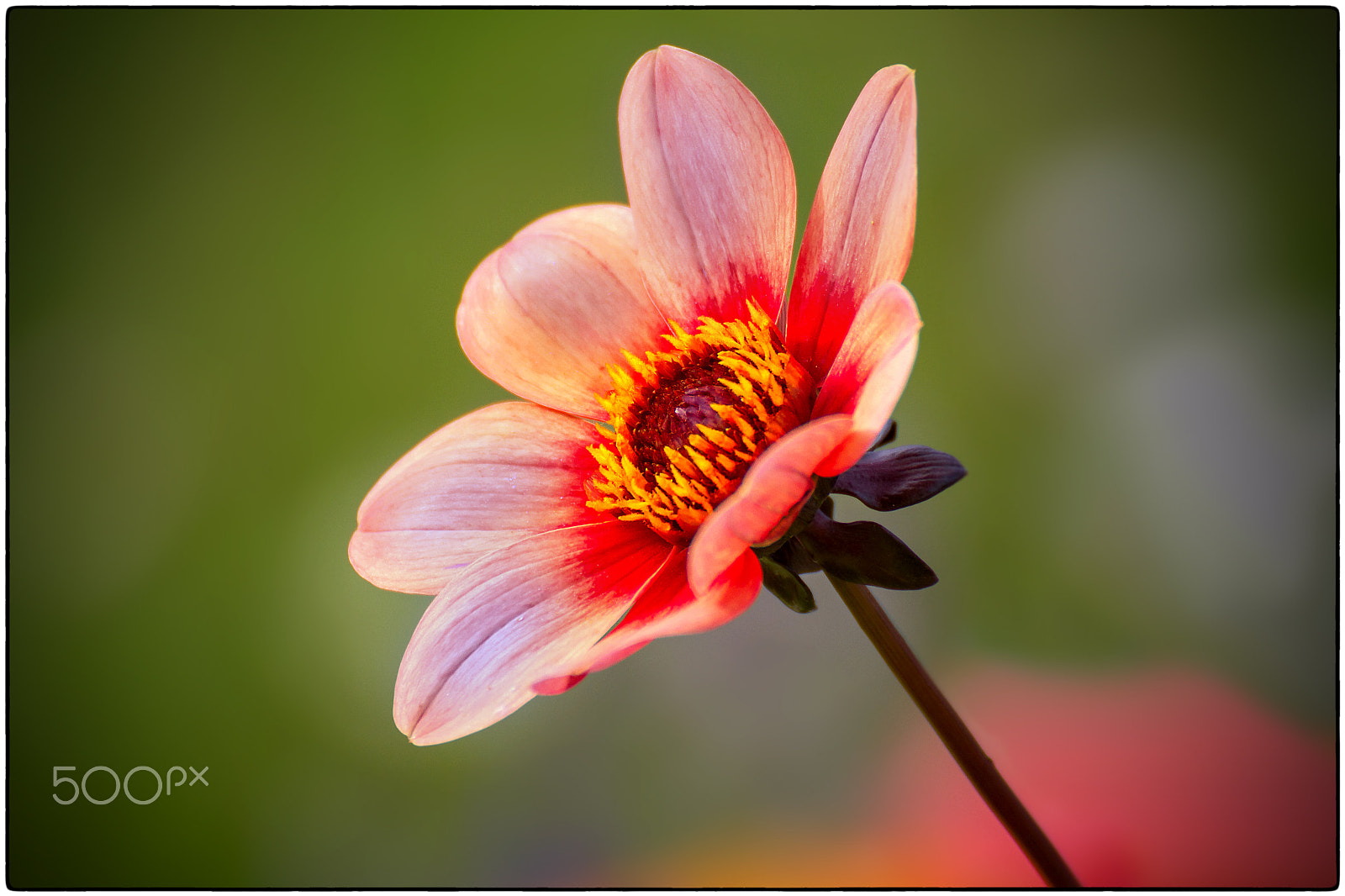 Tamron SP 35mm F1.8 Di VC USD sample photo. A....flower photography