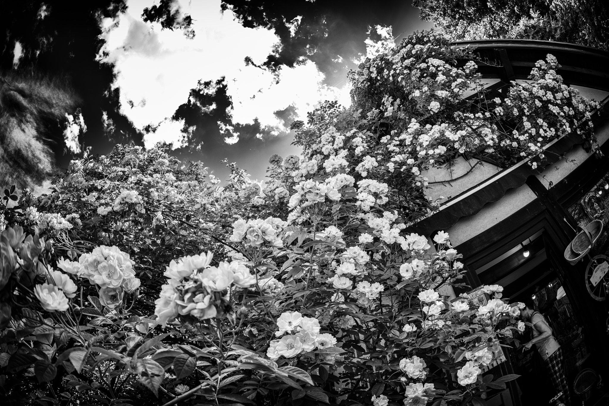 Sigma 15mm F2.8 EX DG Diagonal Fisheye sample photo. Flower house photography