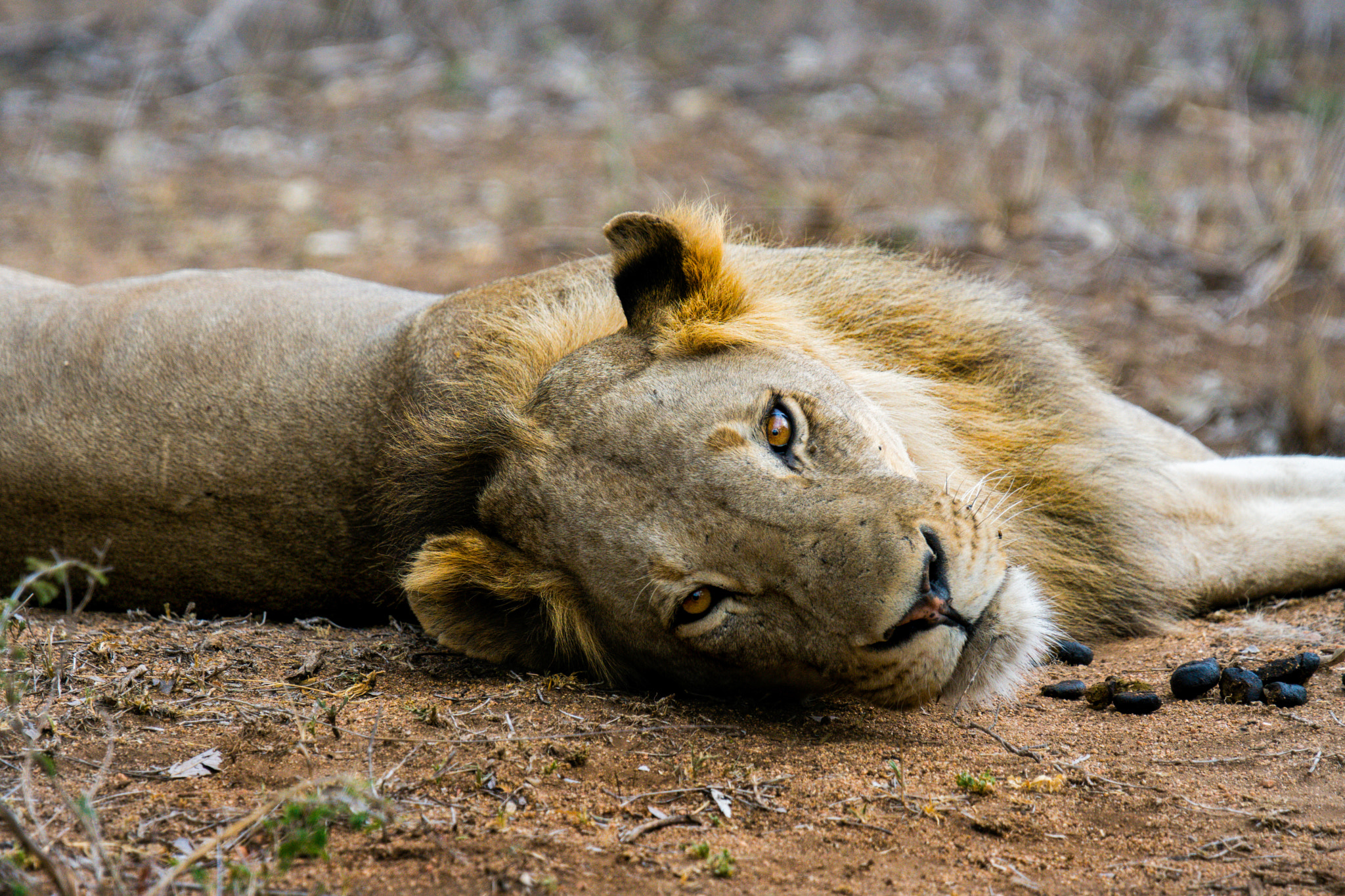 Sony ILCA-77M2 + Sony 70-400mm F4-5.6 G SSM sample photo. Young lion photography