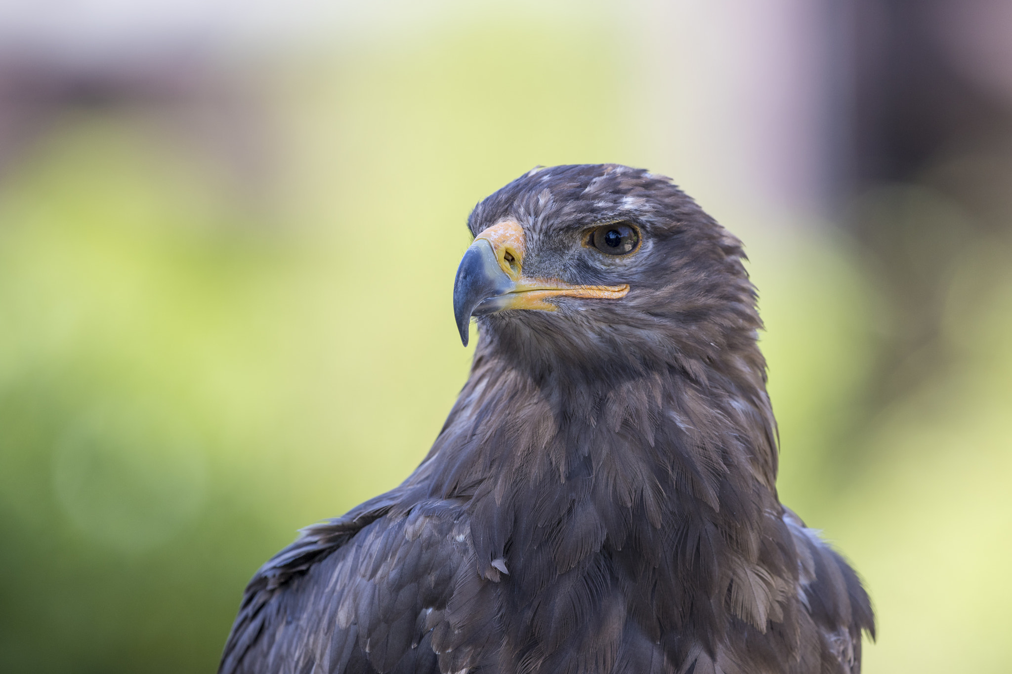 Canon EF 300mm F2.8L IS II USM sample photo. The steely glance photography