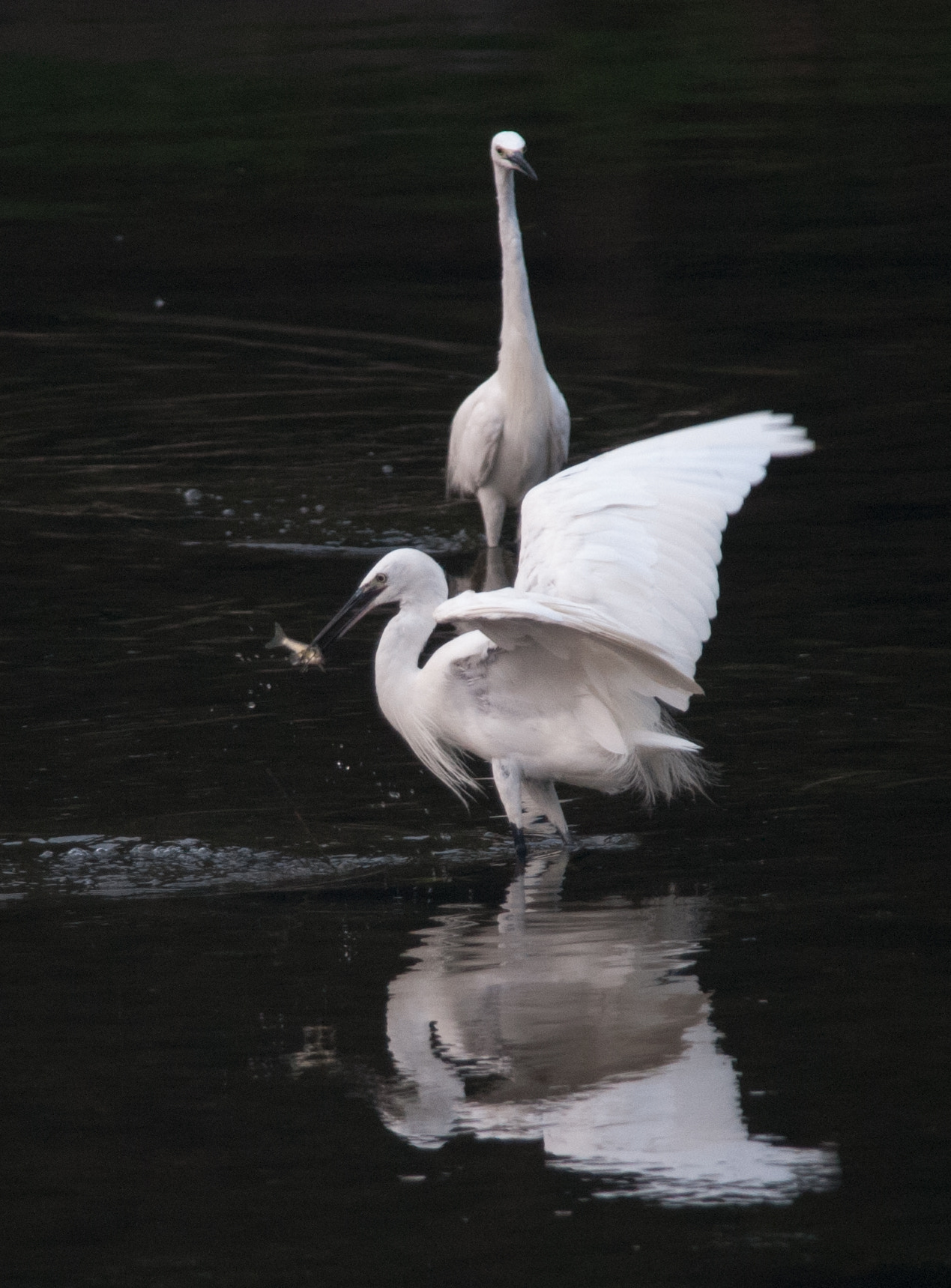 Nikon D3 + Nikon AF-S Nikkor 300mm F4D ED-IF sample photo. Dsc_2202.jpg photography