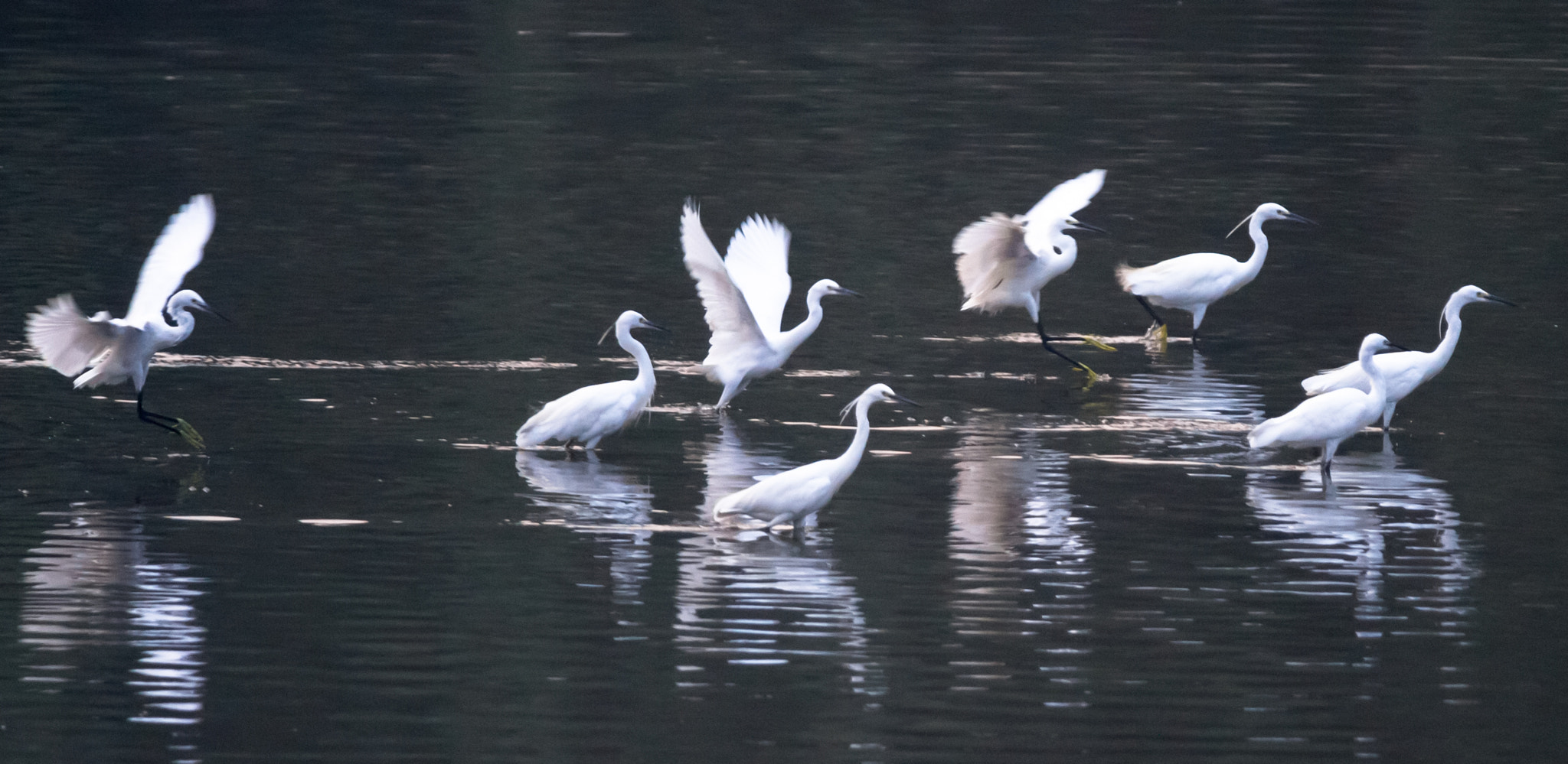 Nikon D3 + Nikon AF-S Nikkor 300mm F4D ED-IF sample photo. Dsc_2082.jpg photography